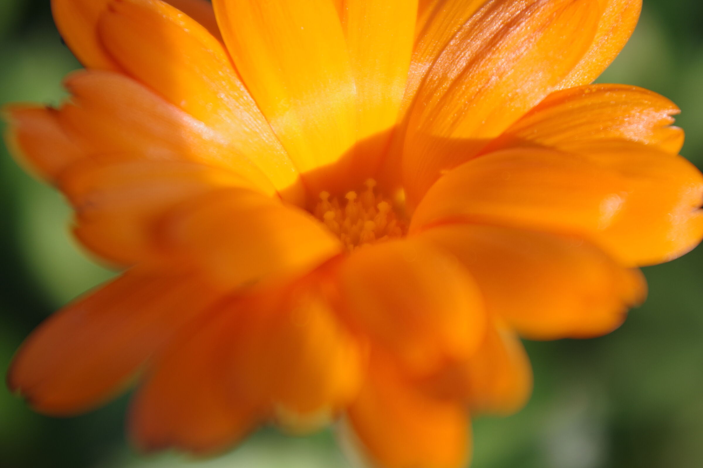 Calendula al tramonto 2
