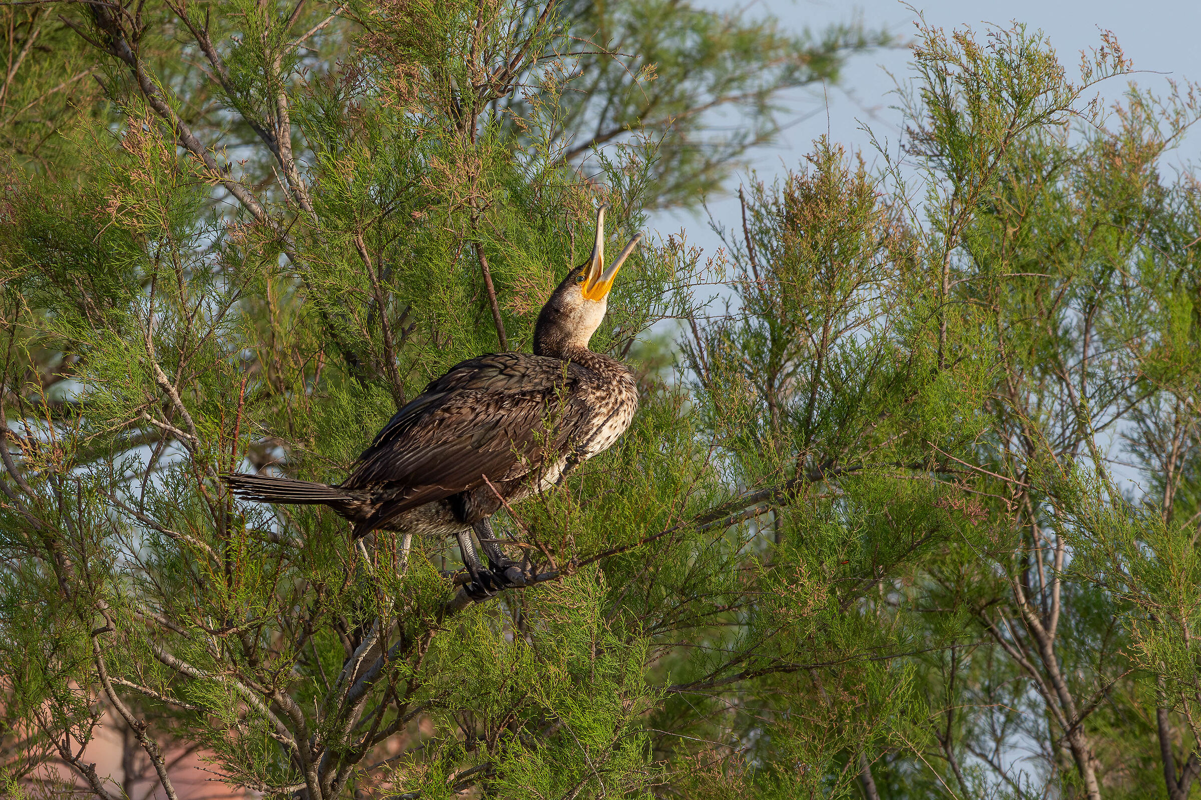 Stretching mattutino