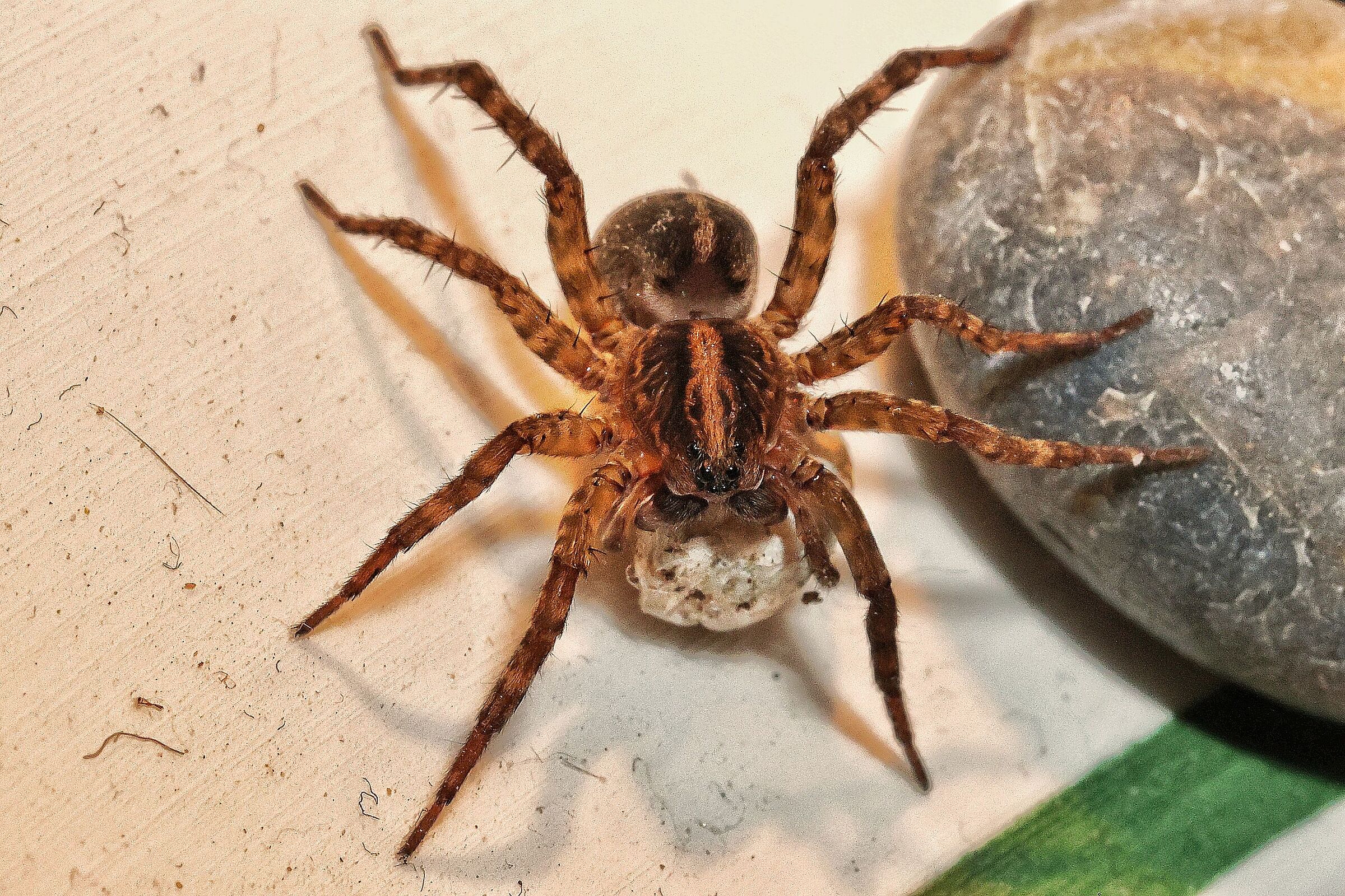 Trochosa ruricola con ovisacco