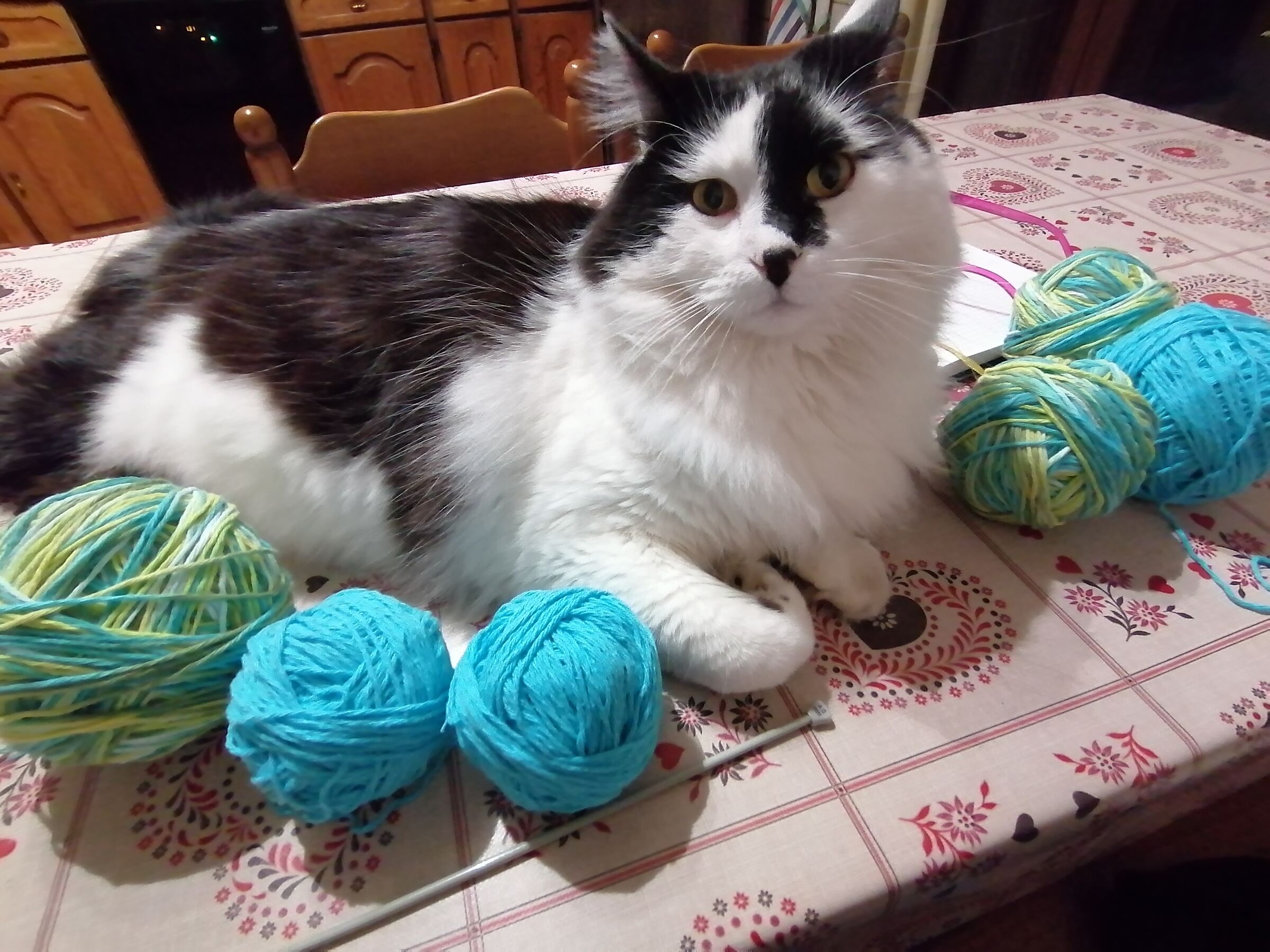 dai fammi giocare con i gomitoli