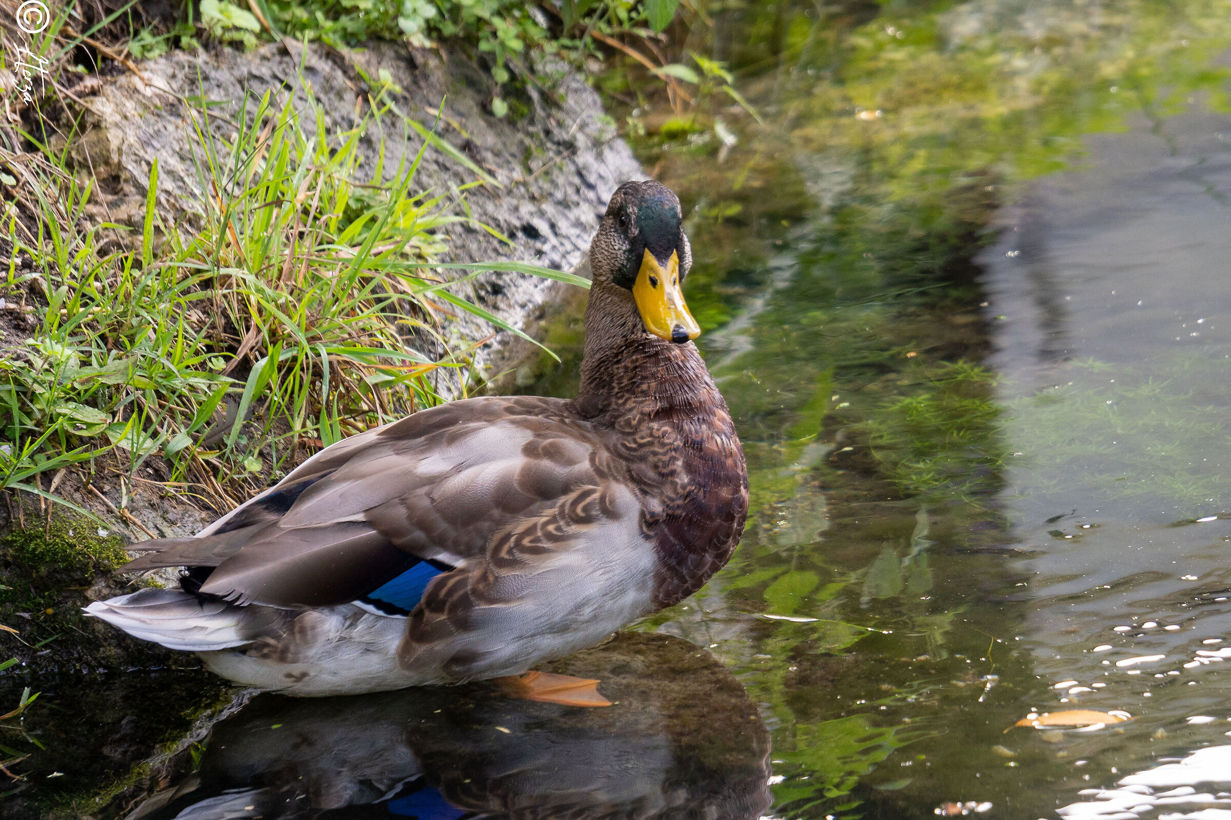 Ducking duck