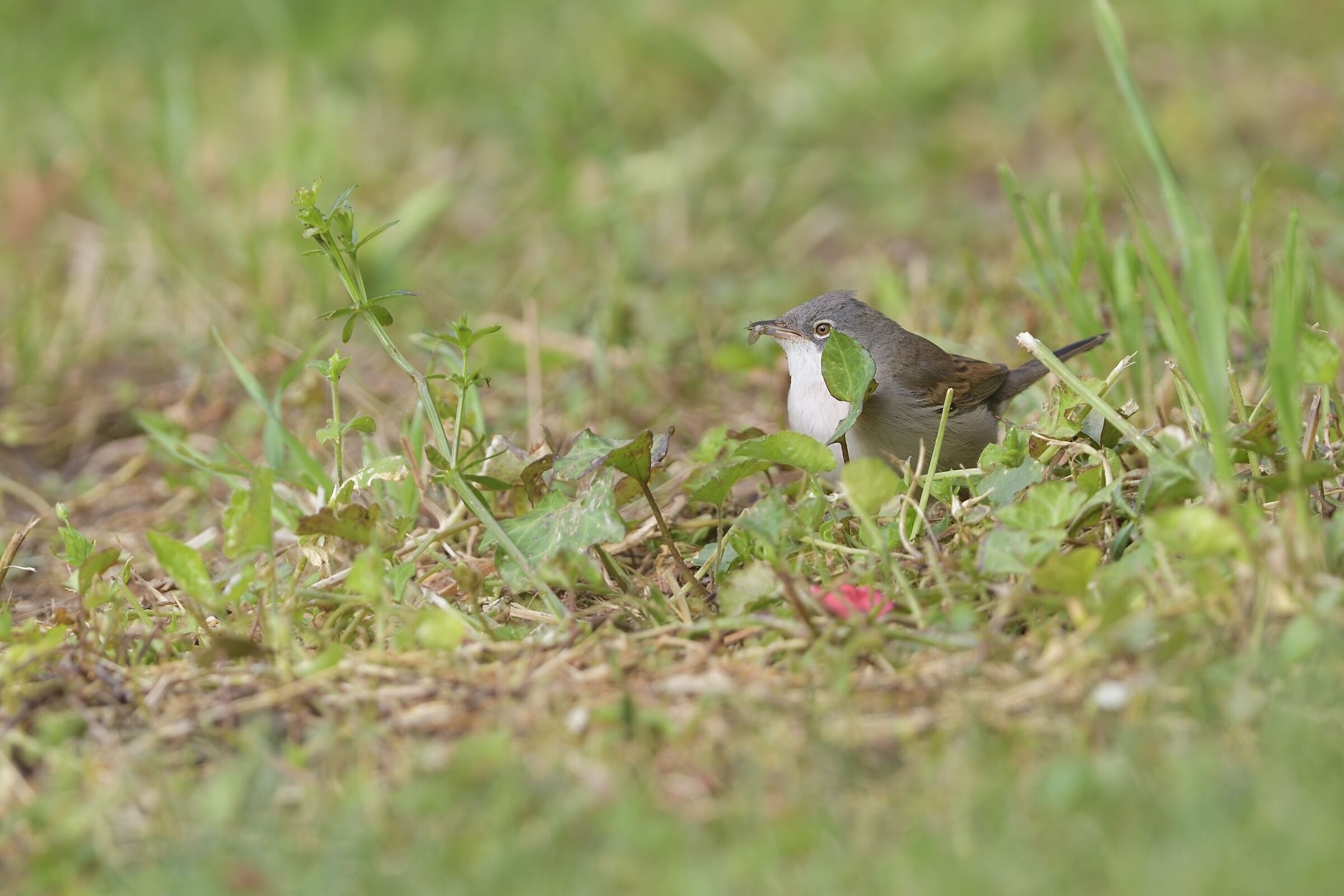 whitethroat