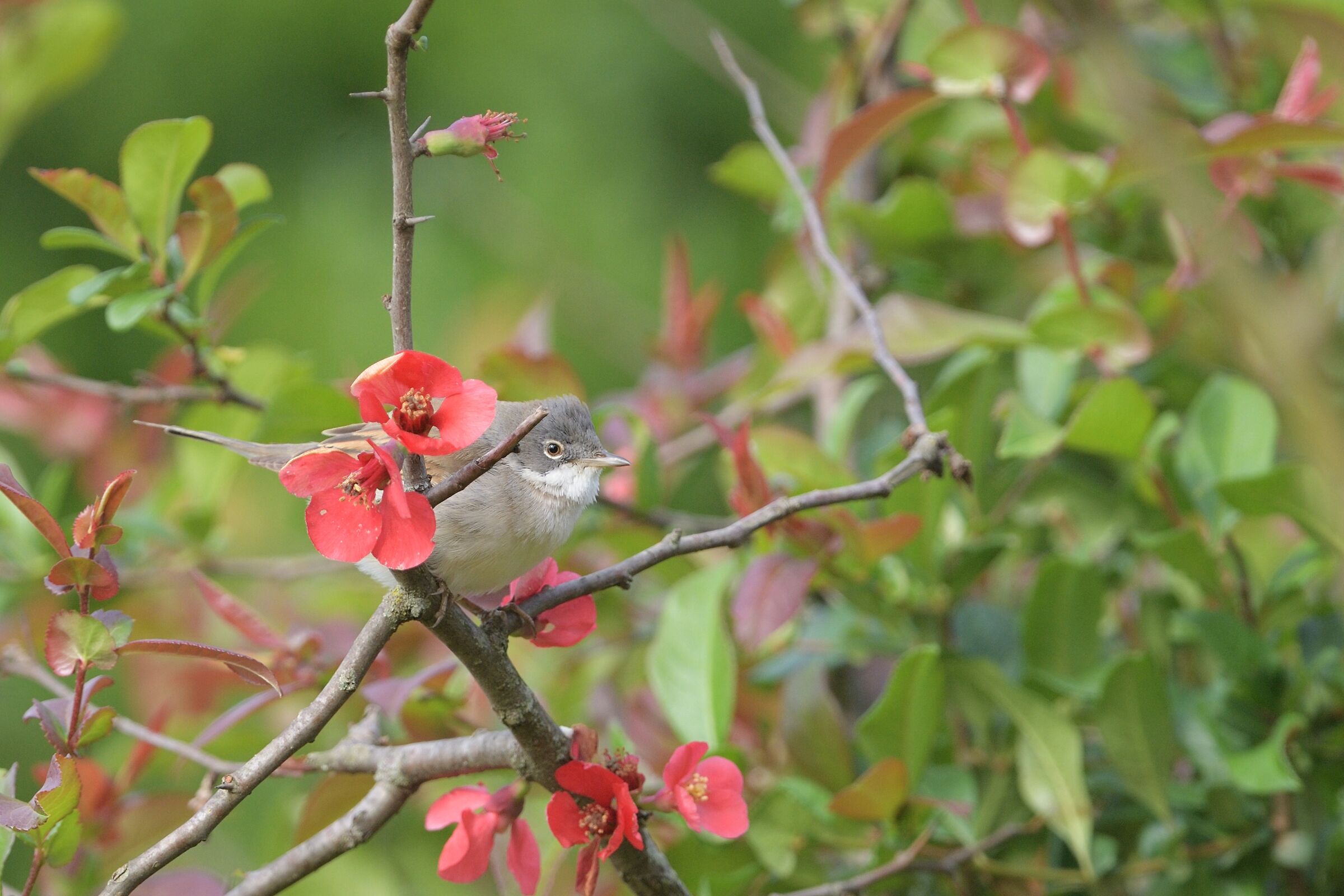 whitethroat