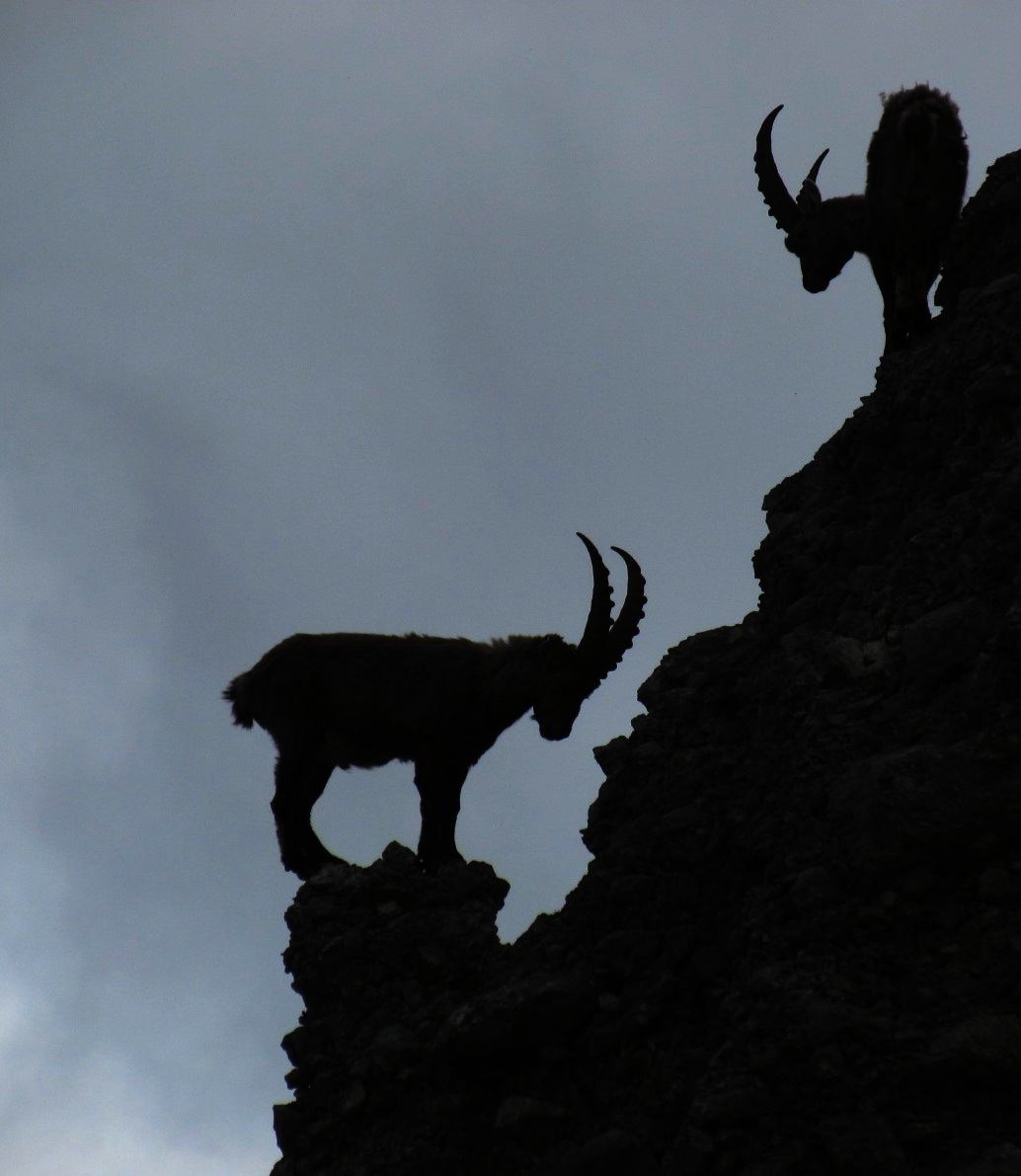 Ibex in shilouette