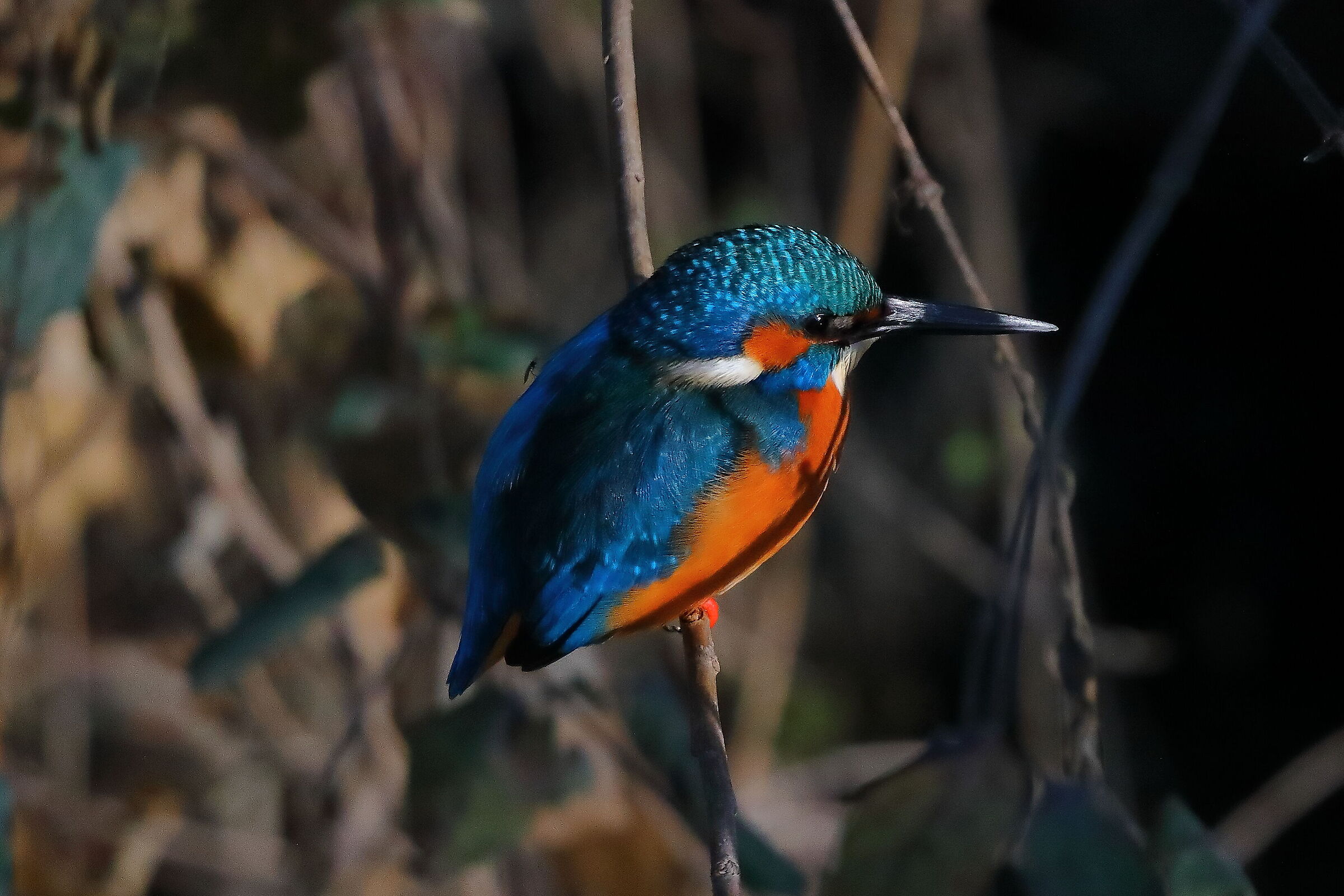 Kingfisher M 13 February 2024 - 0246