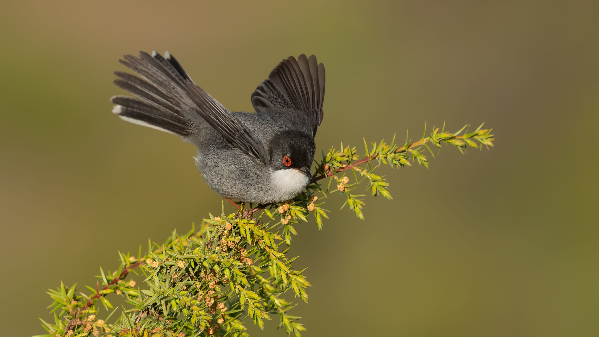 Sylvia melanocephala » Sardinian Warbler