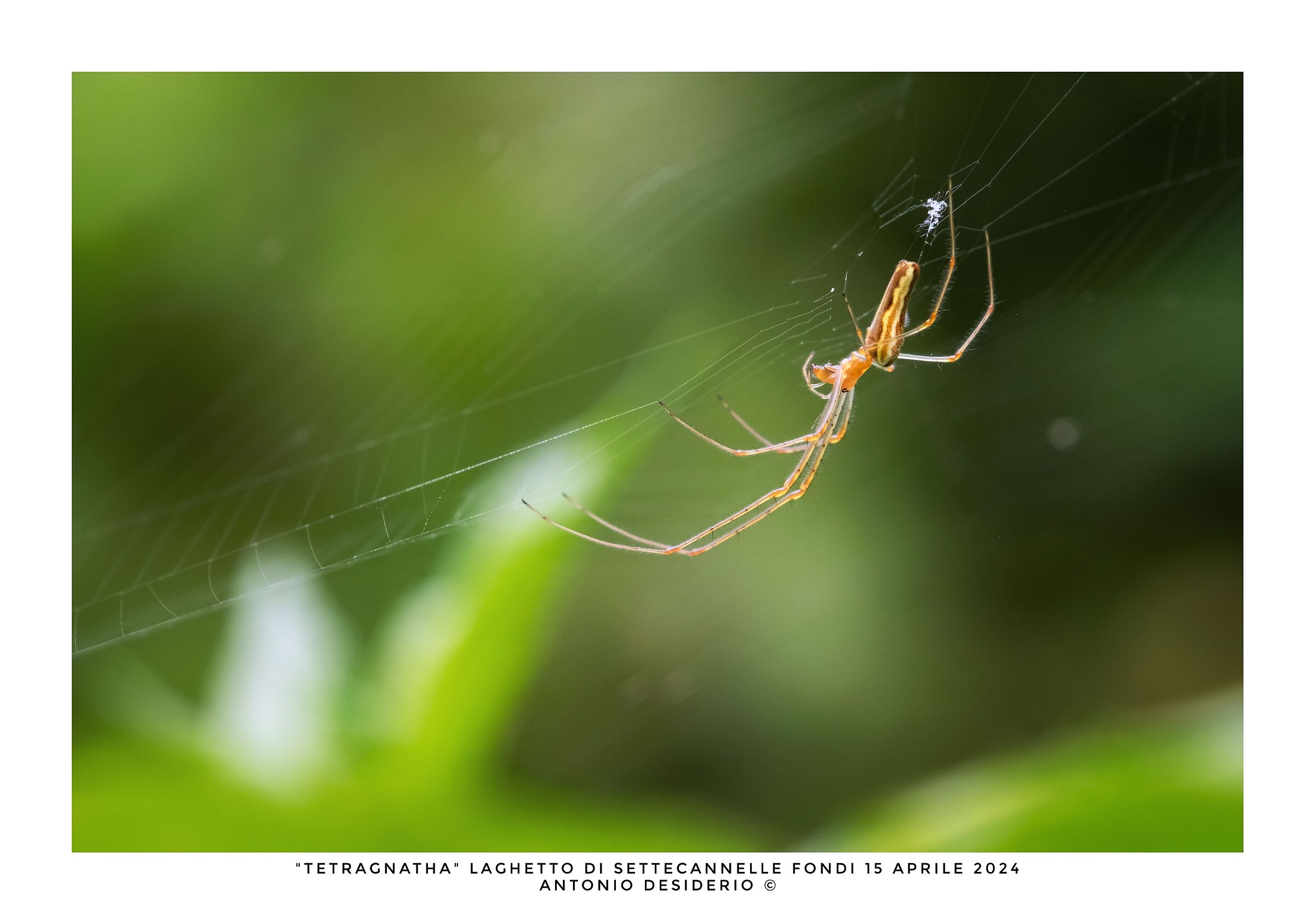 Tetragnathed