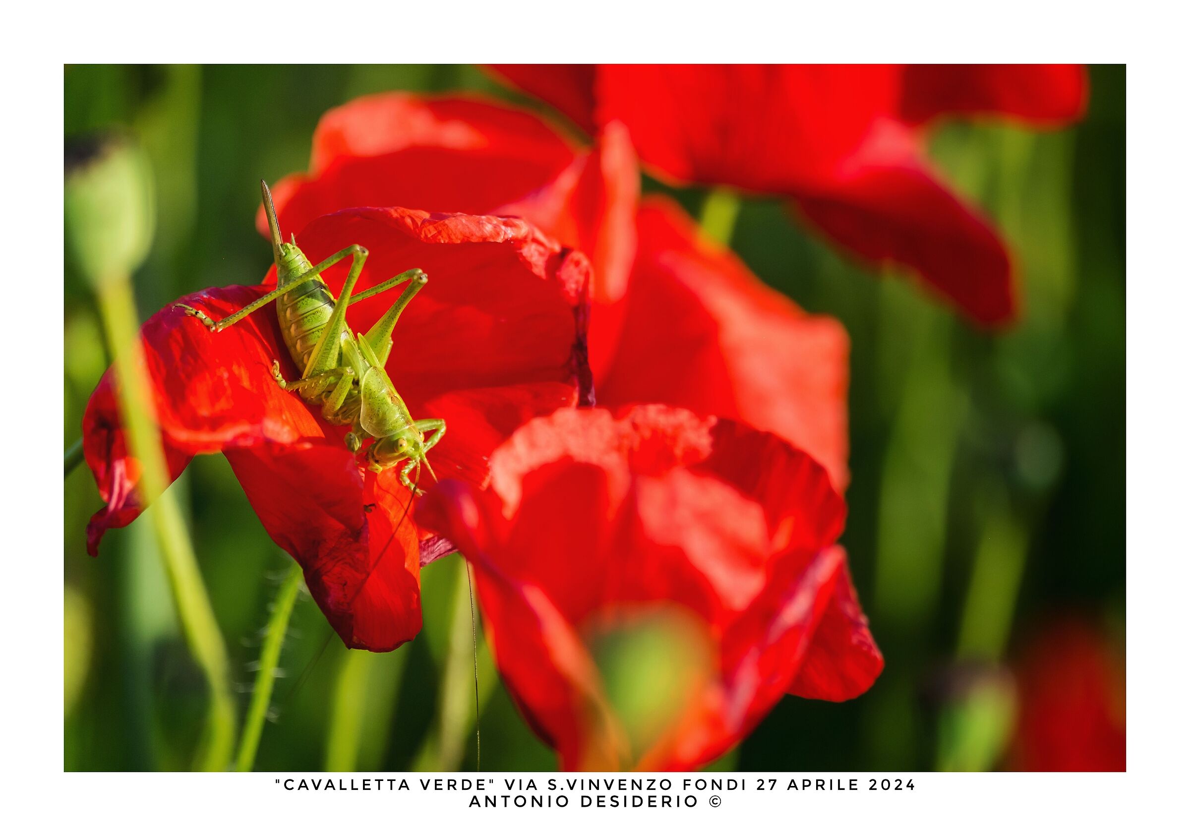 Green grasshopper among the red poppies