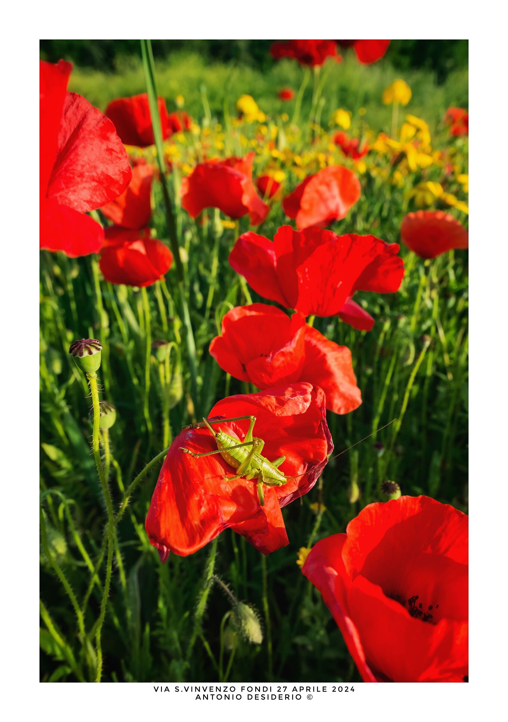 Green grasshopper among the red poppies