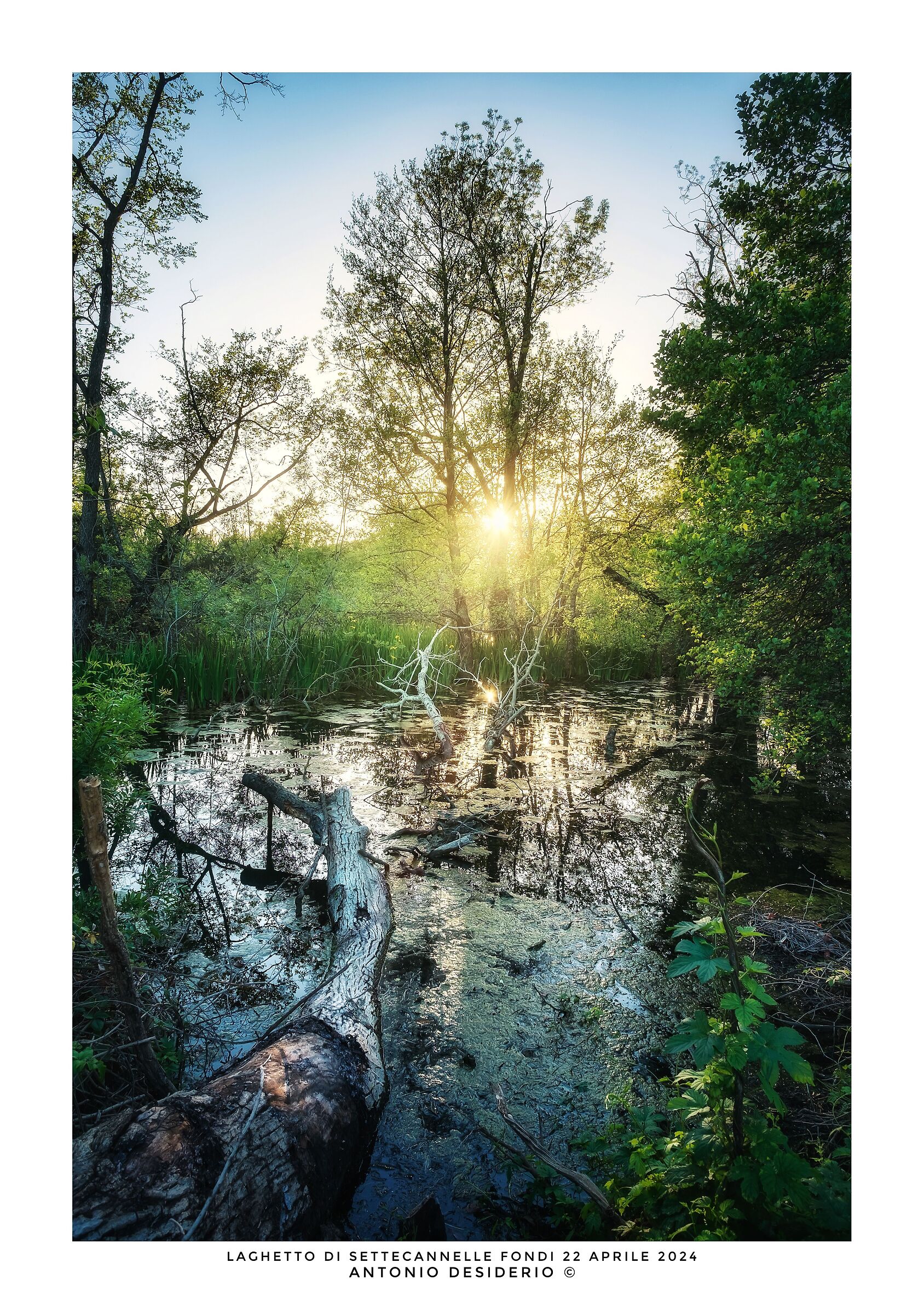 Last lights in the branches...