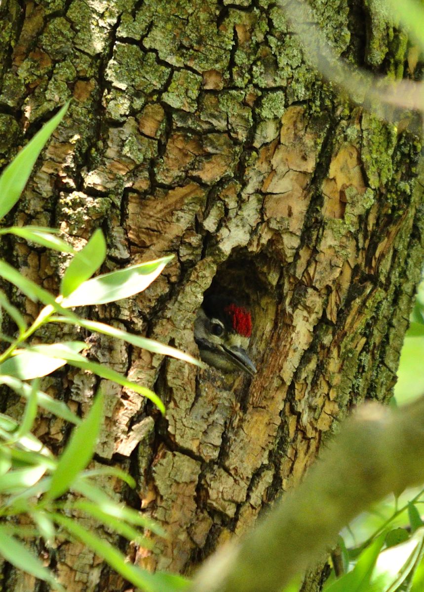Birds of Basingstoke