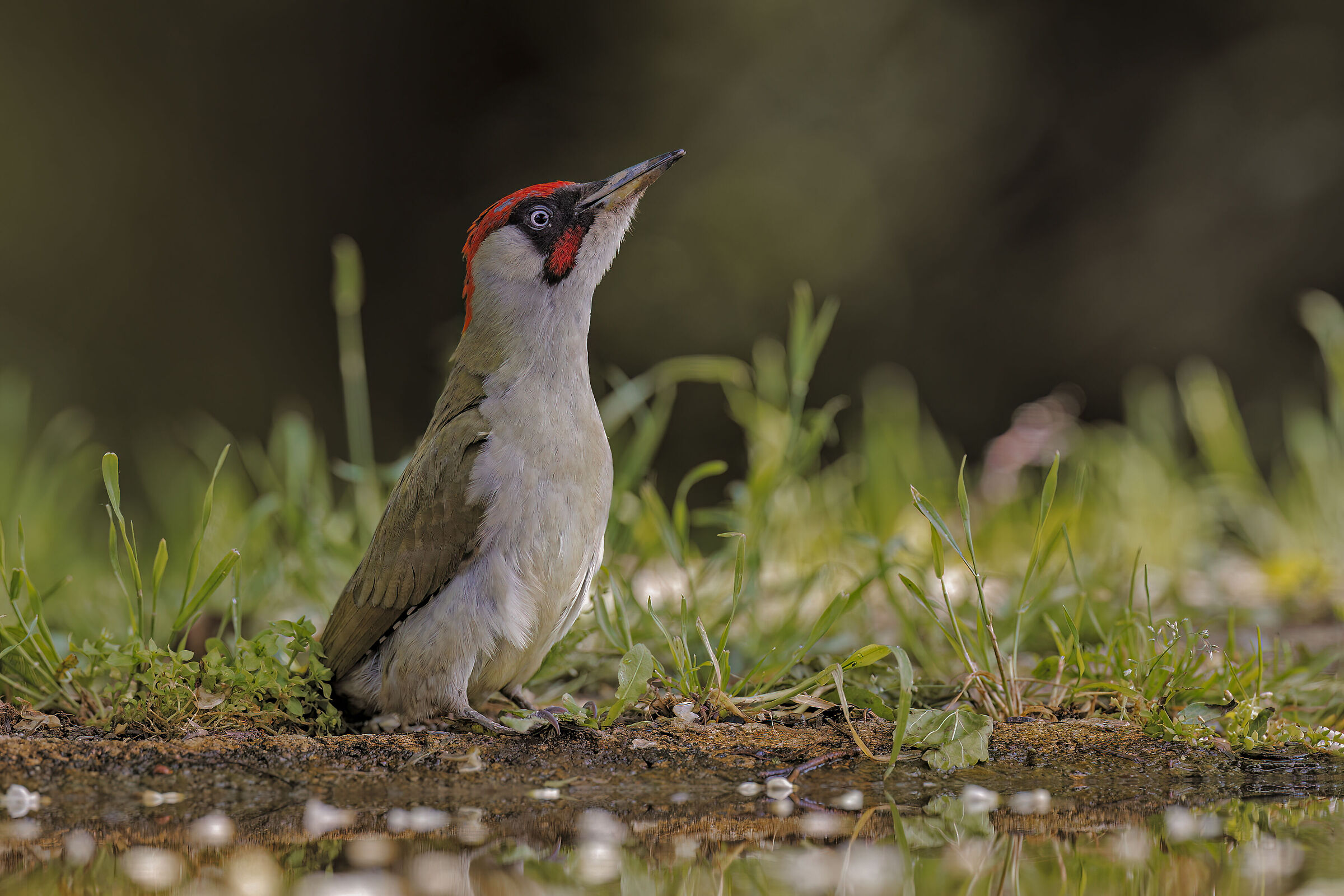 Welcome back Green Woodpecker