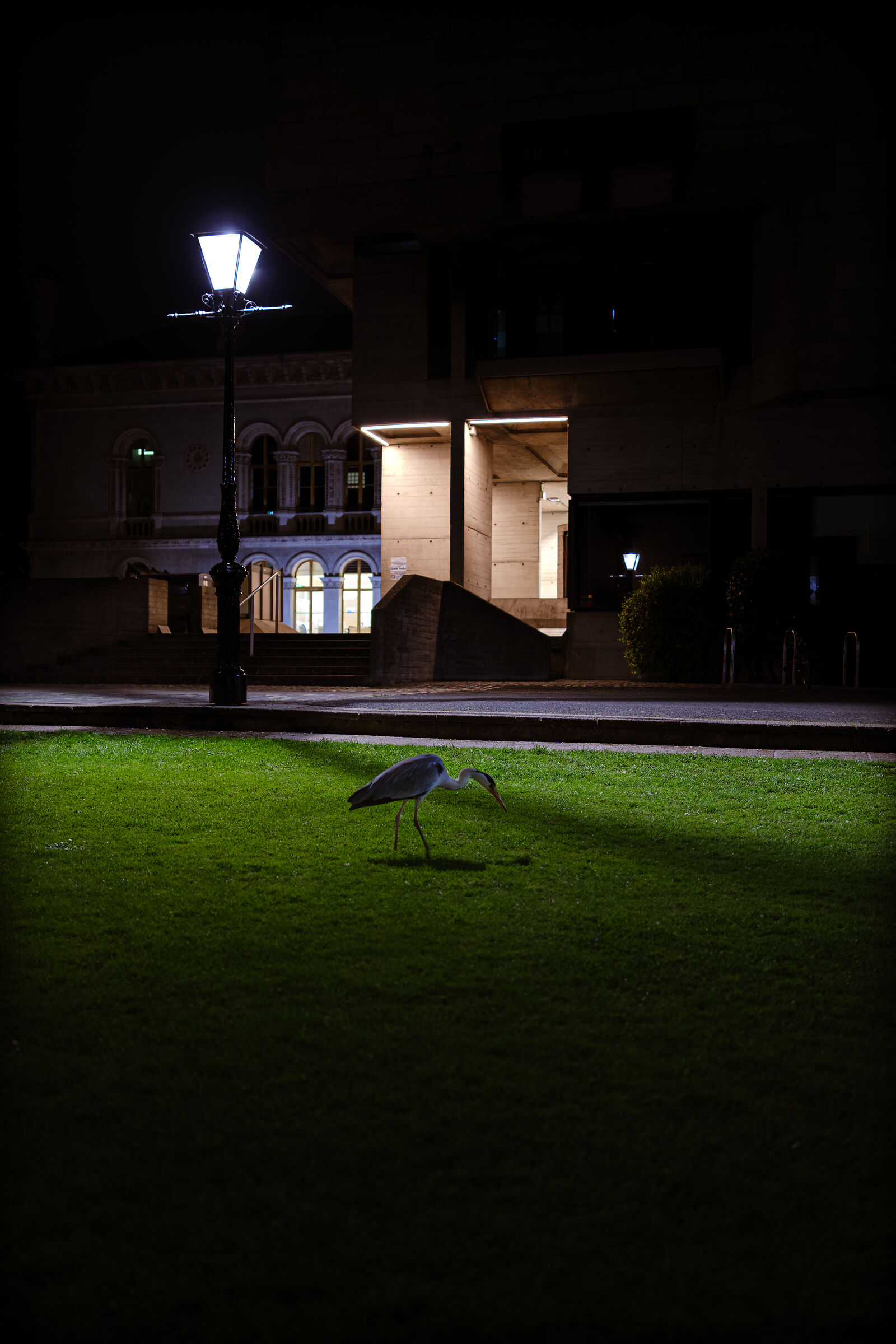 Airone al Trinity College