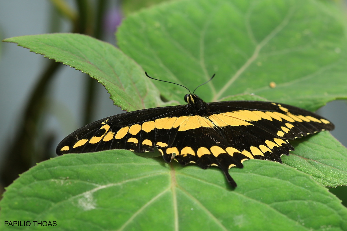 Papilio Thoas
