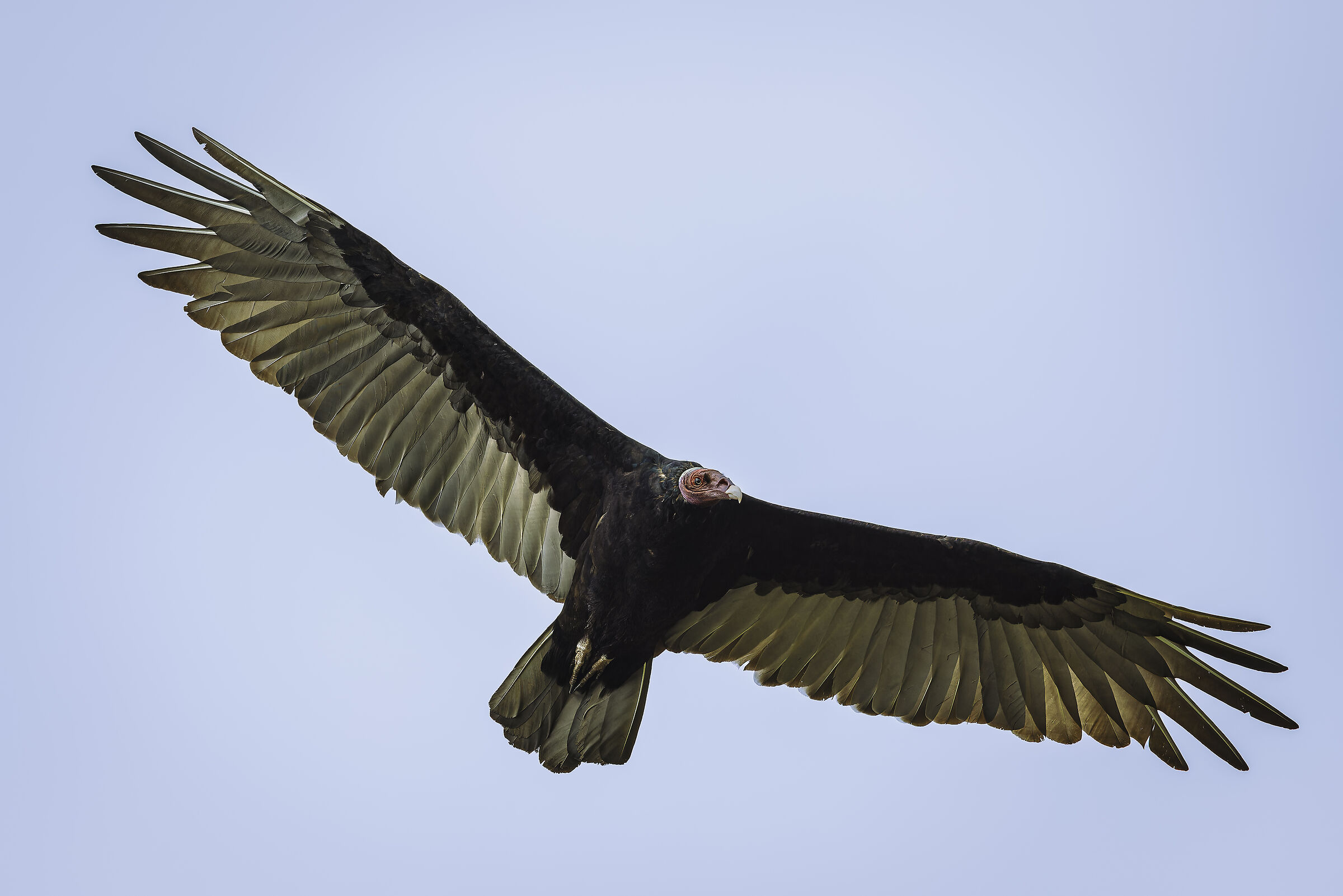 Red-headed vulture