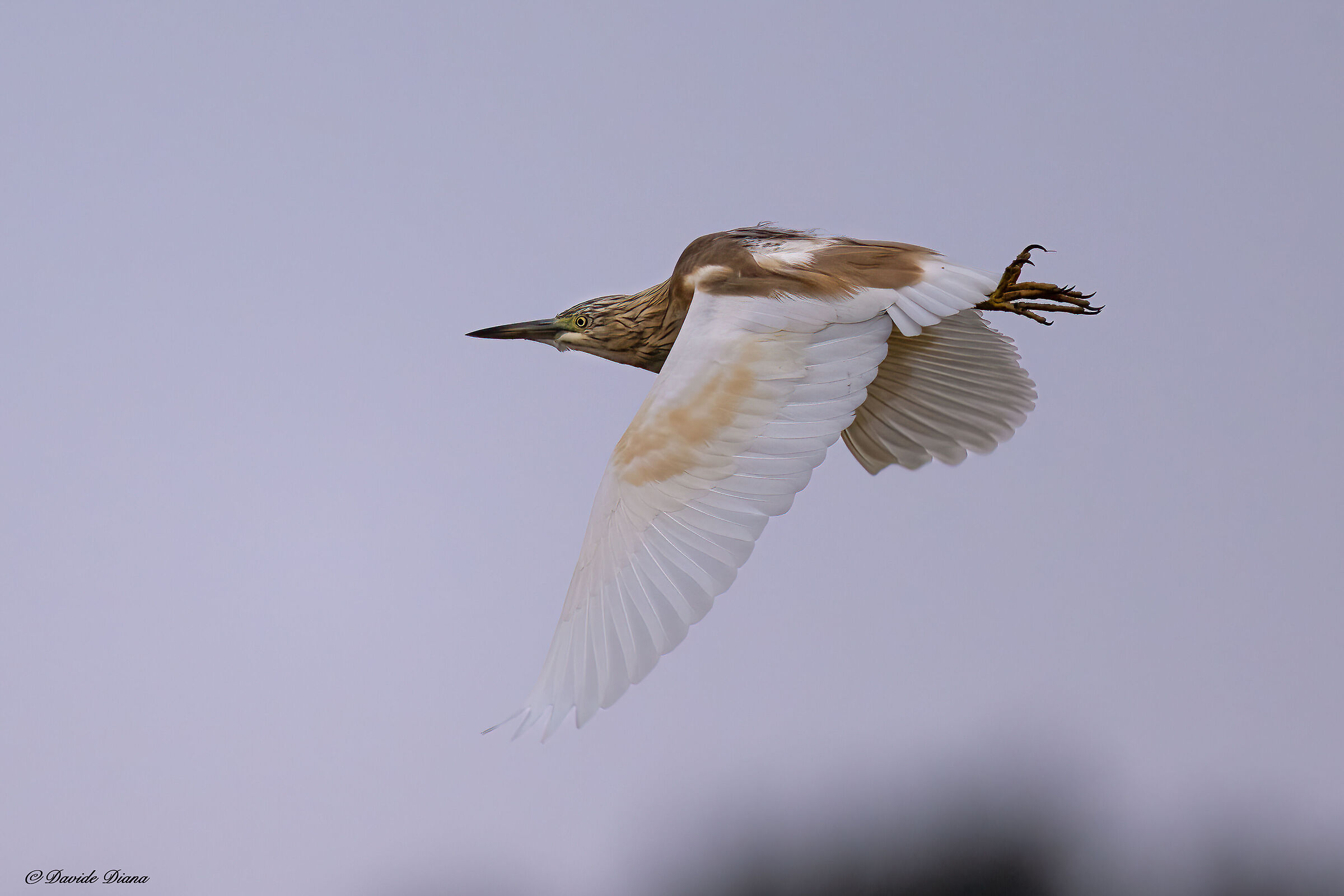 Squacco heron