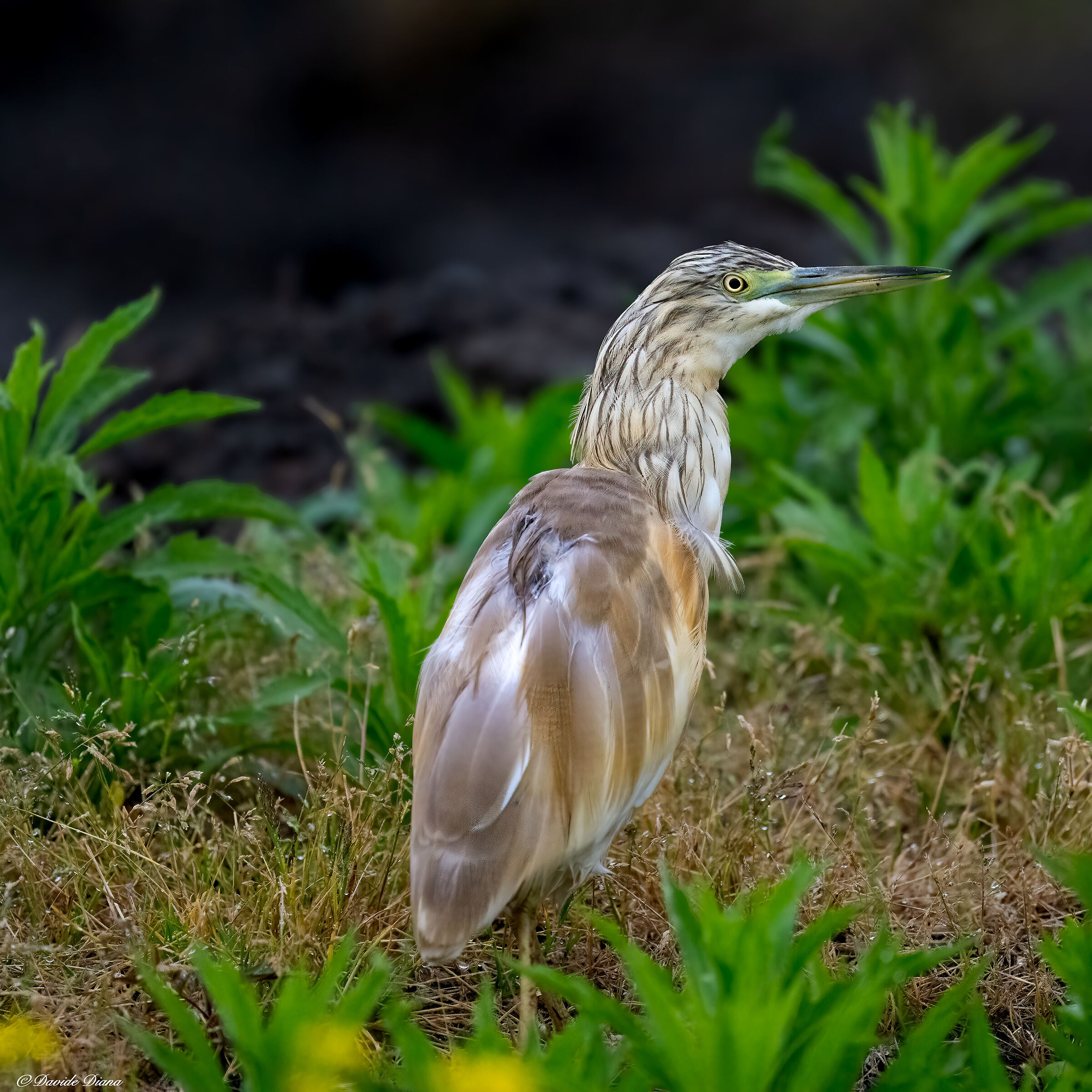Squacco heron