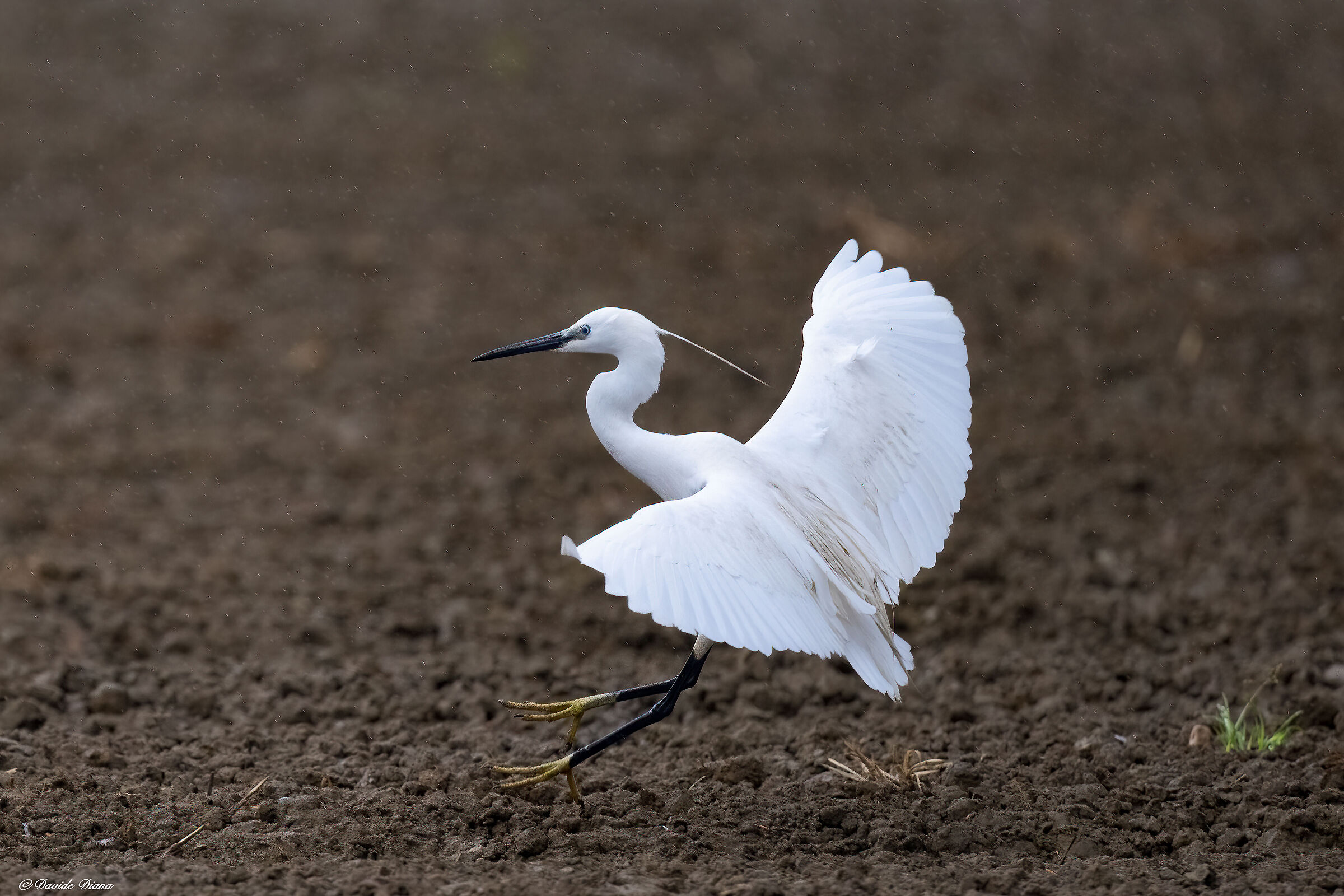 Egret