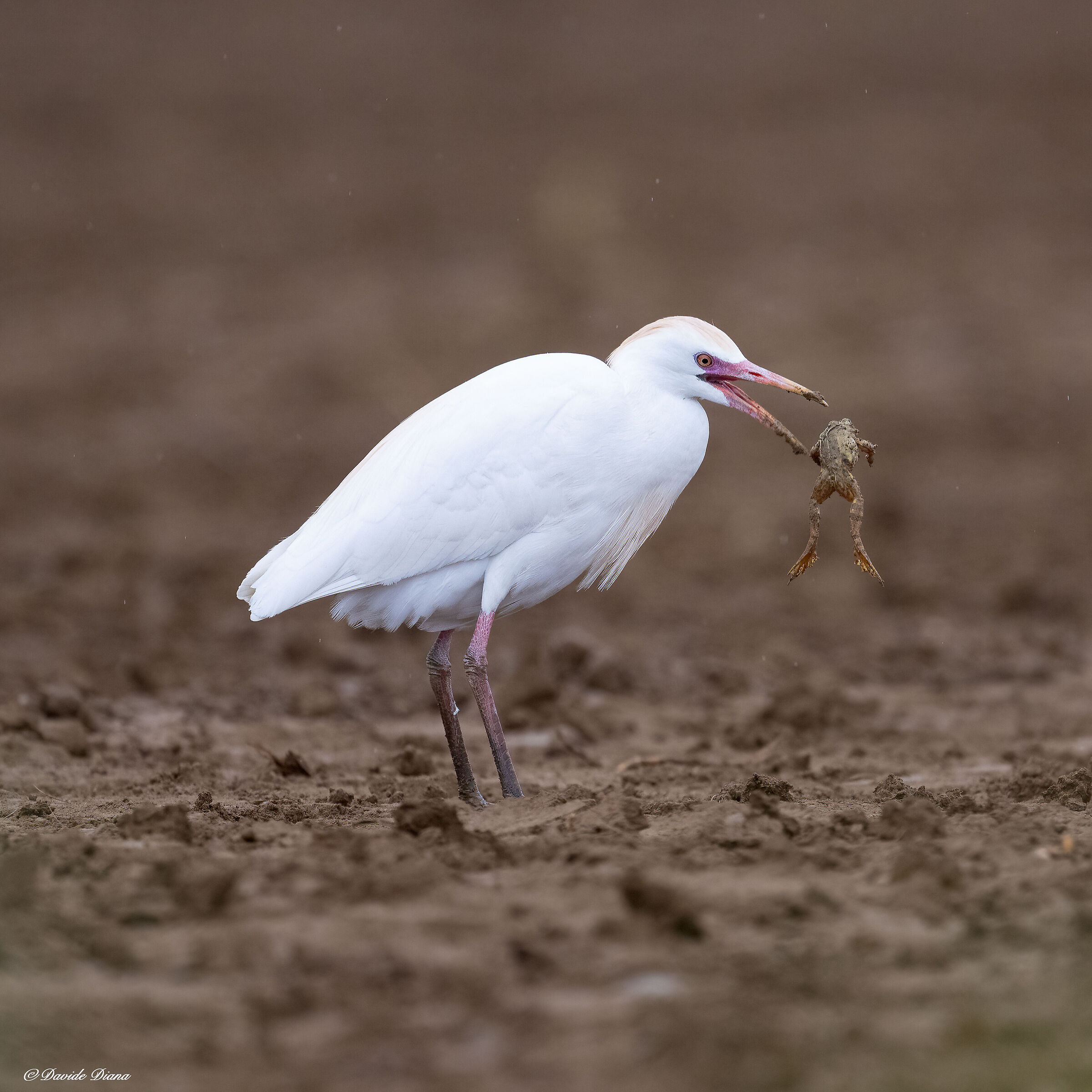 Cattle egret
