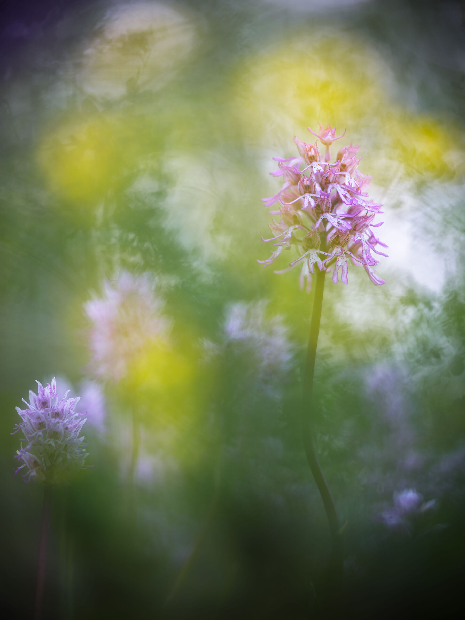 Orchis x angusticruris