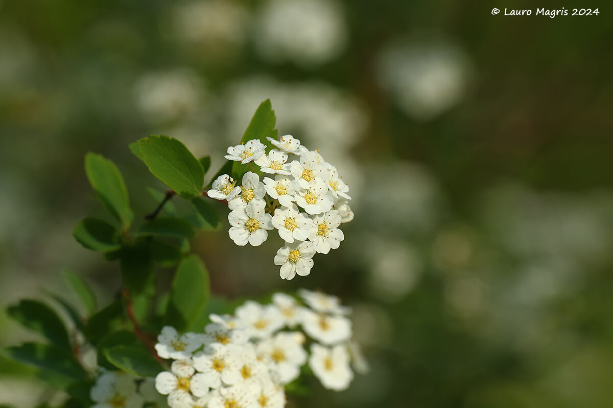 Prunus spinosa