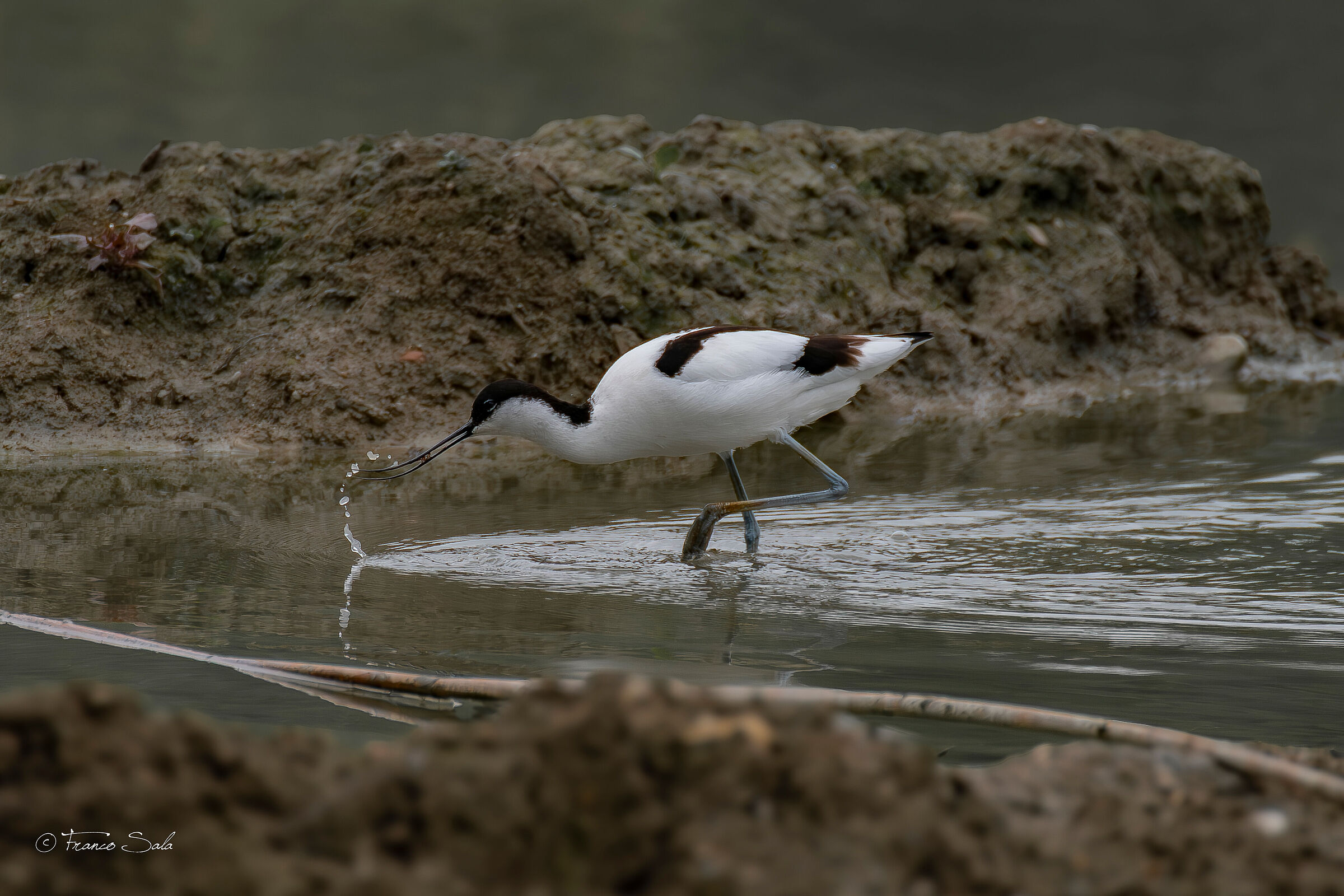 Avocetta