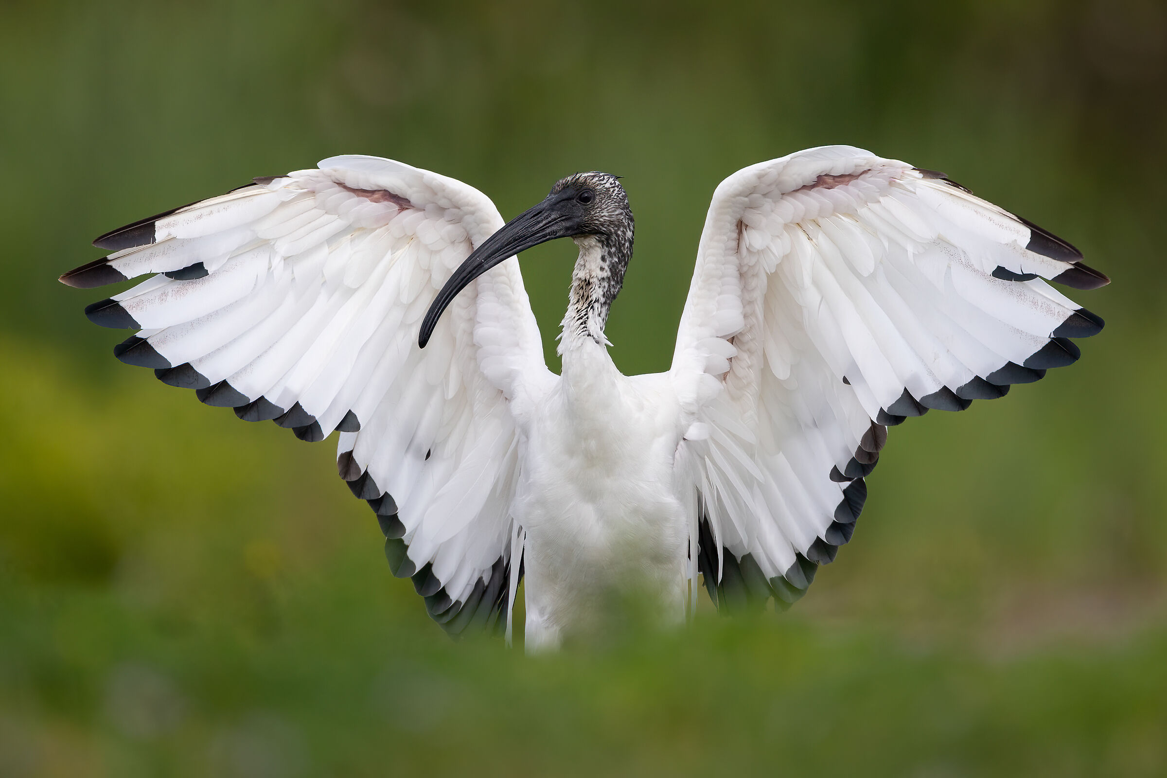 The Sacred Ibis