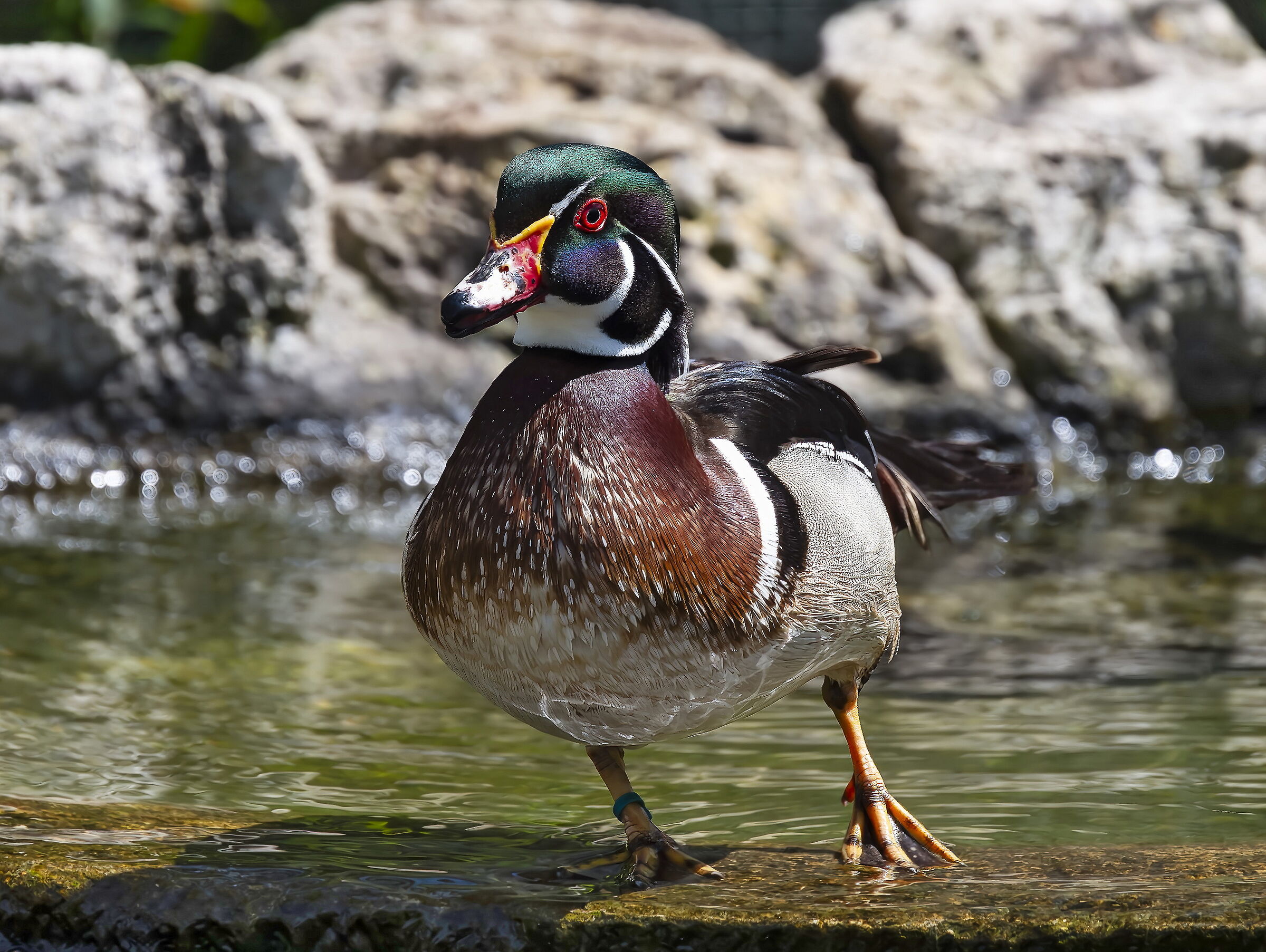 Anatra Maschio di legno (Aix Sponsa)