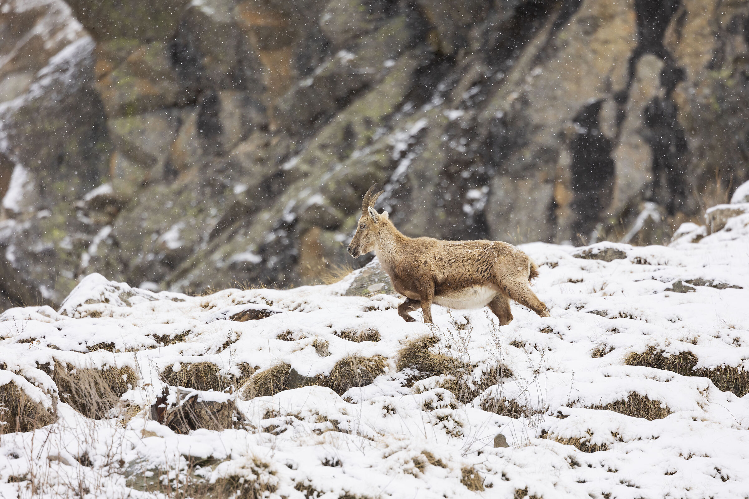 Stambecco nella neve