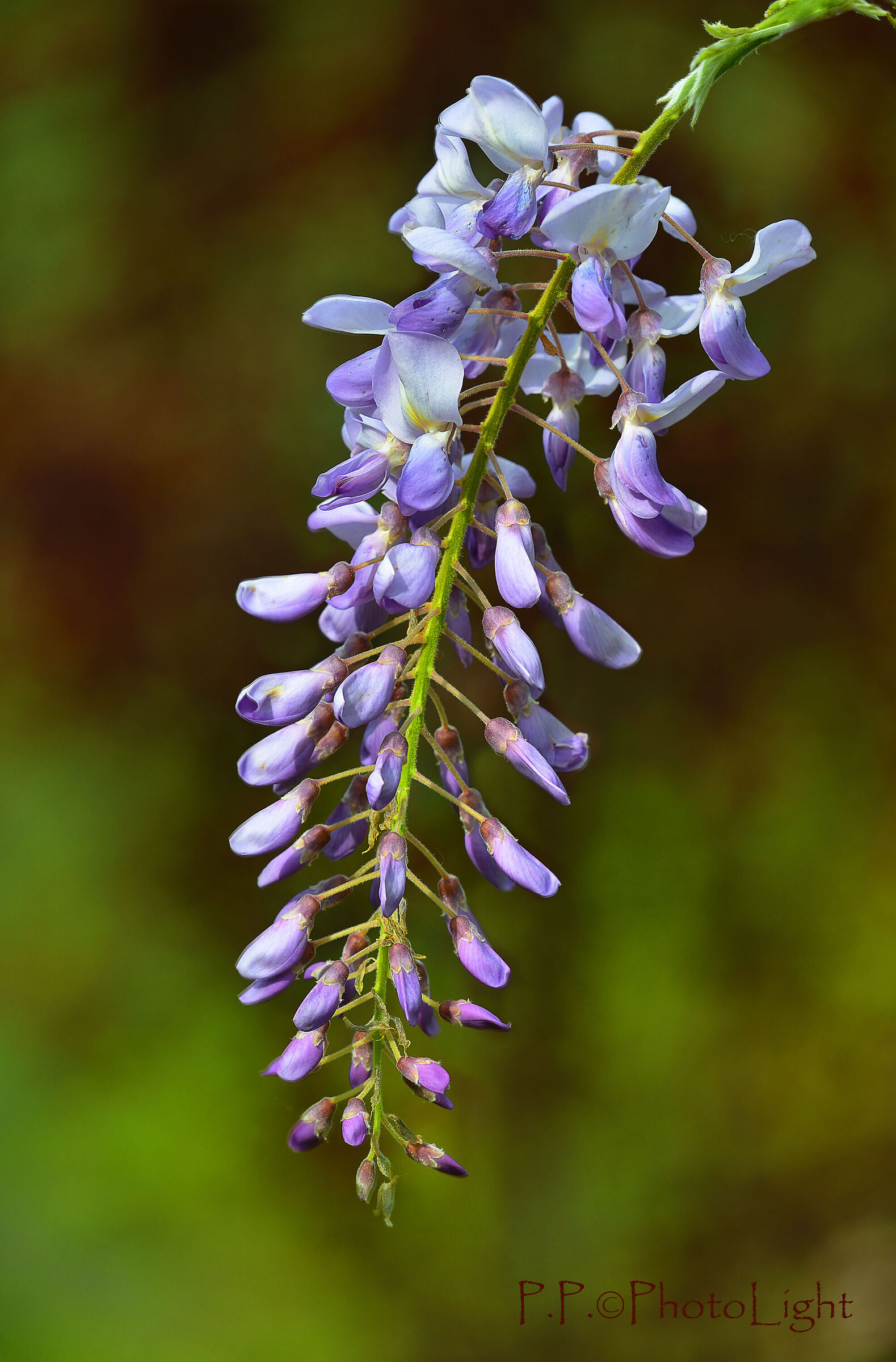 Wisteria