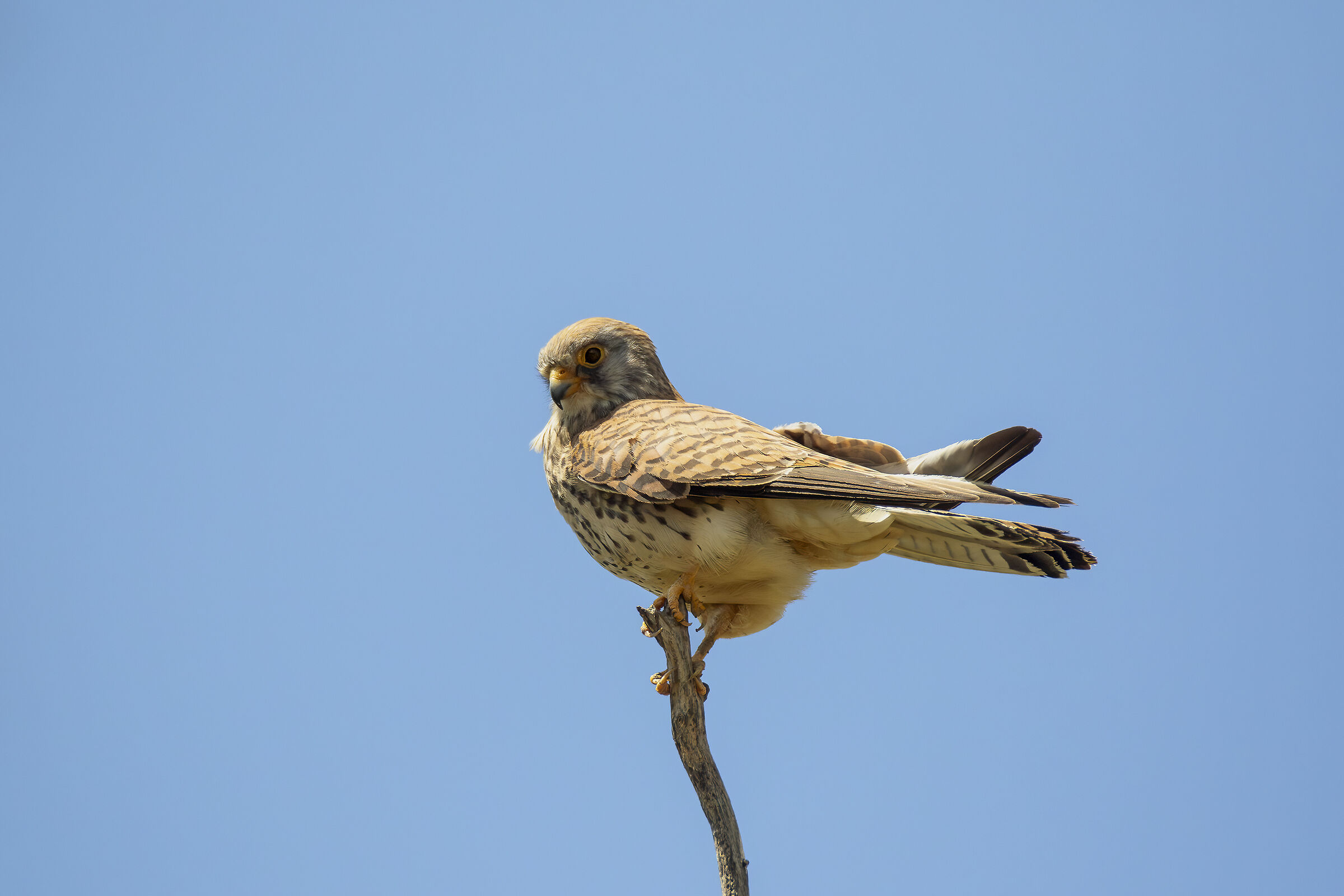Lesser Kestrel Waiting