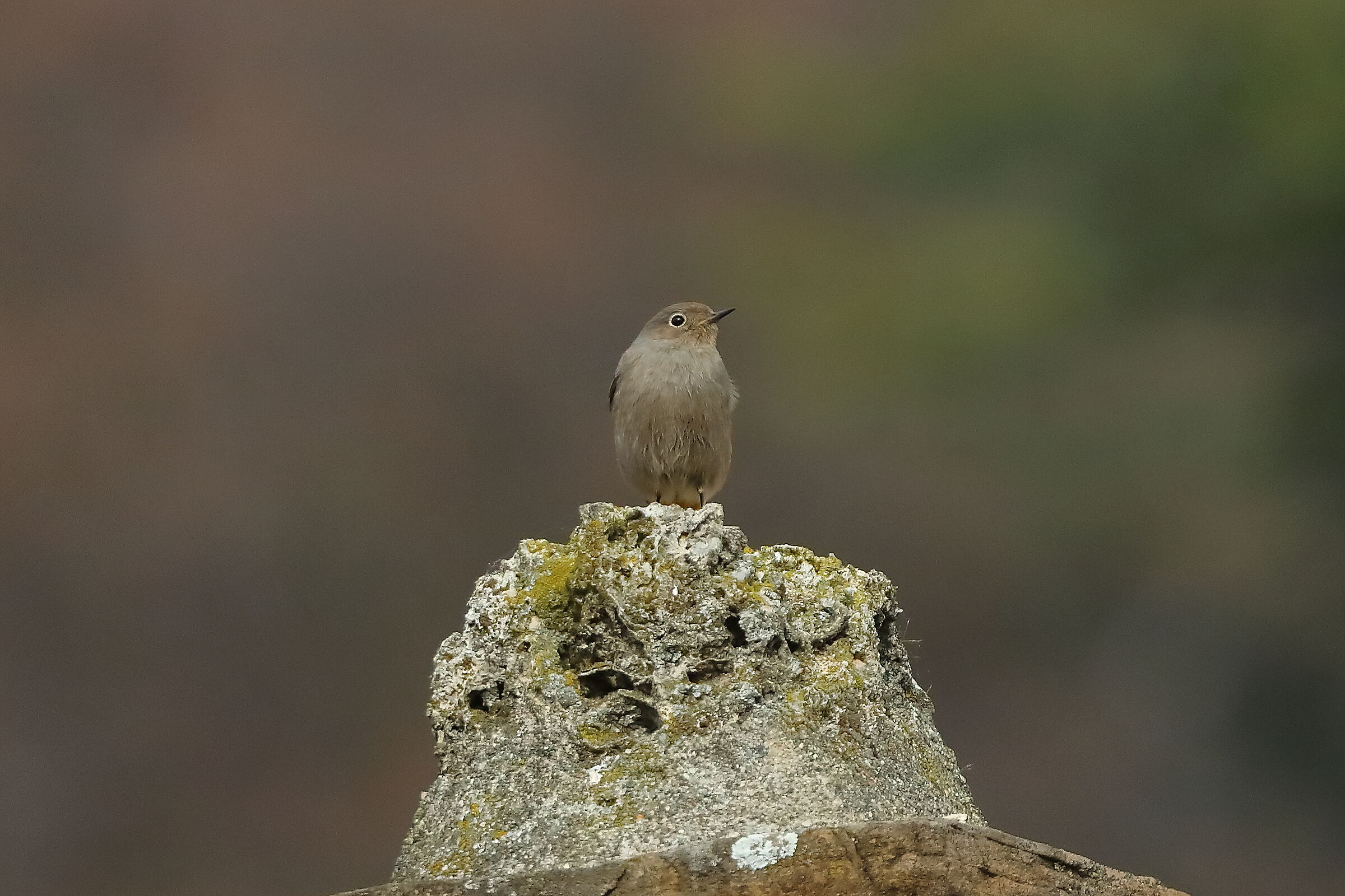 Redstart F 18 February 2024 - 0025