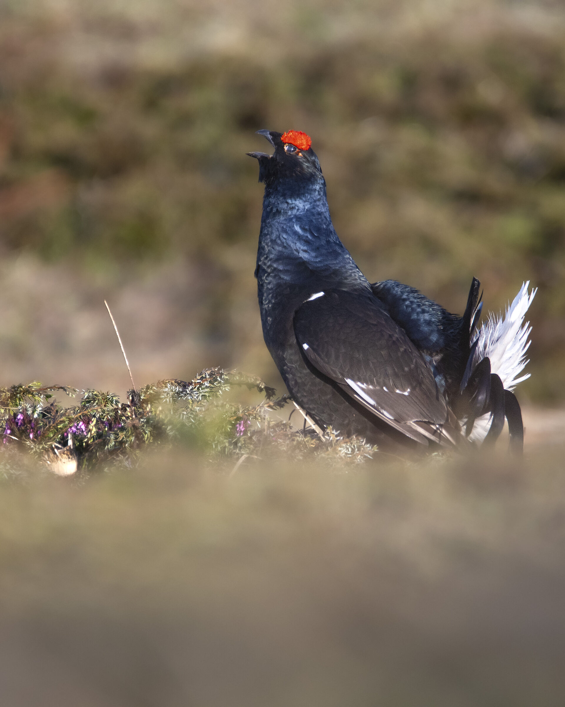 Black grouse