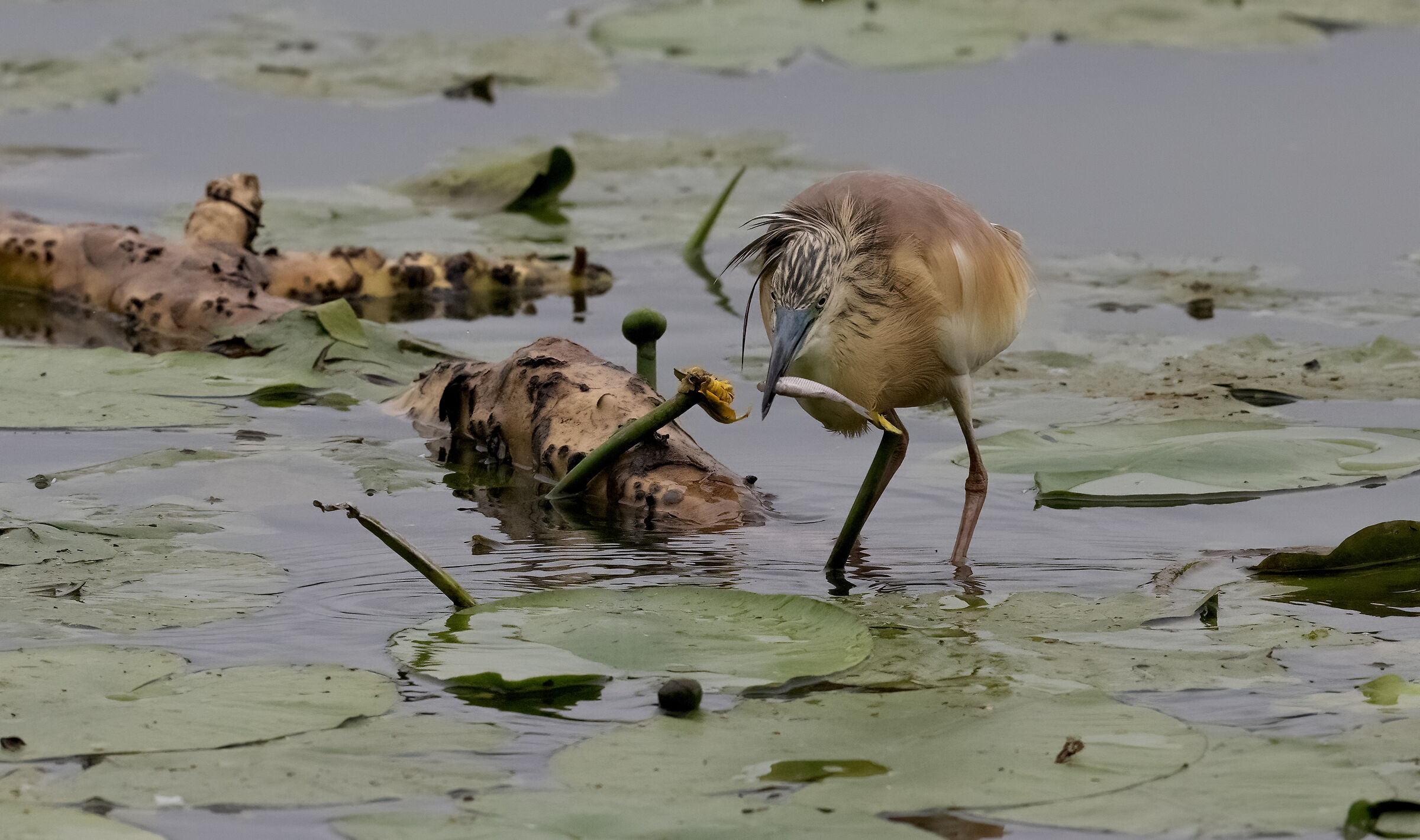 Squacco heron
