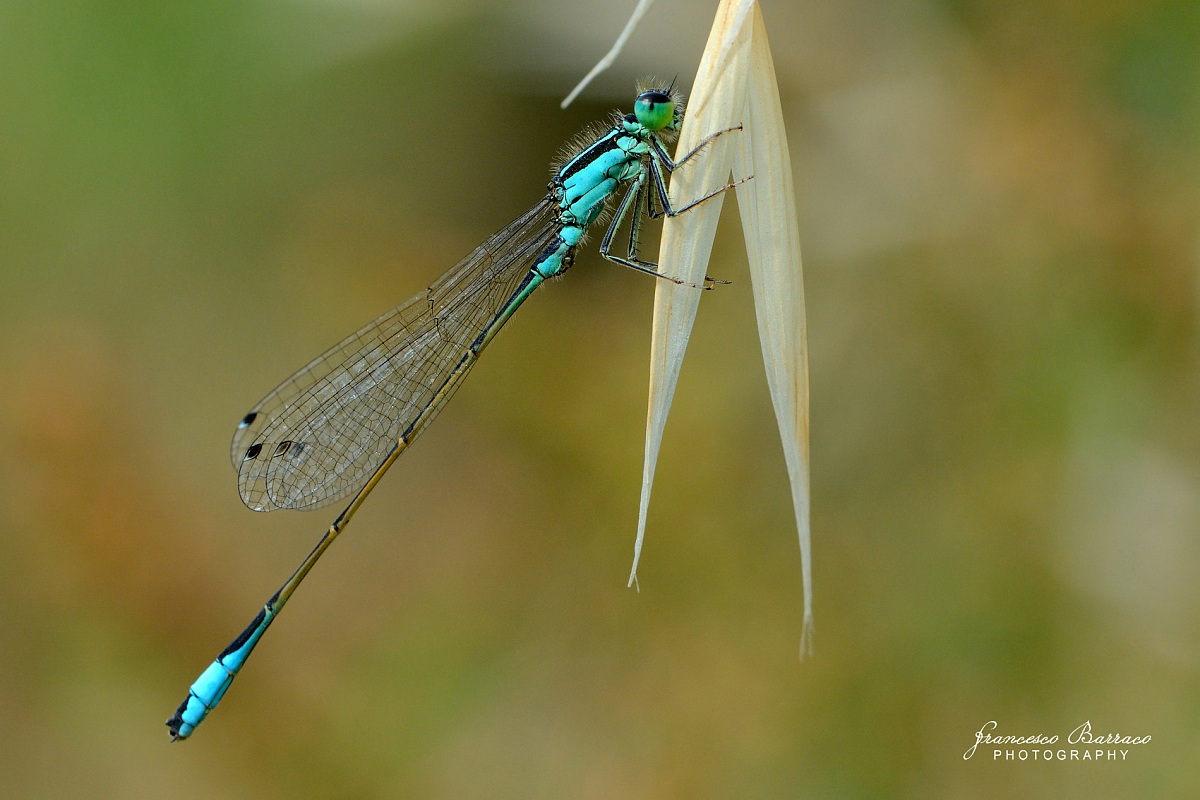 Libellula