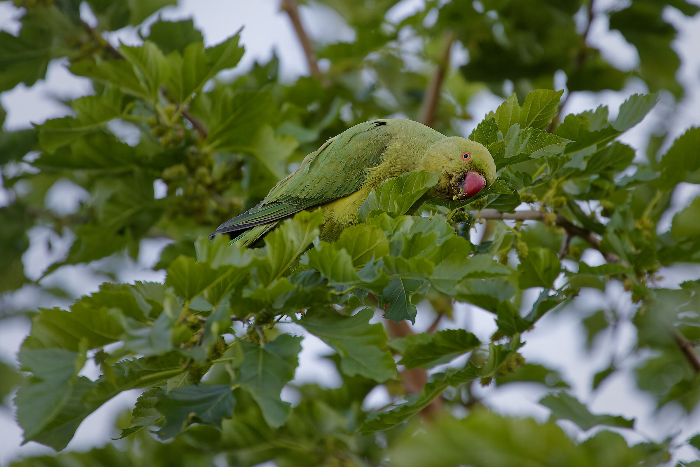 Er sor parakeet from Garbatella