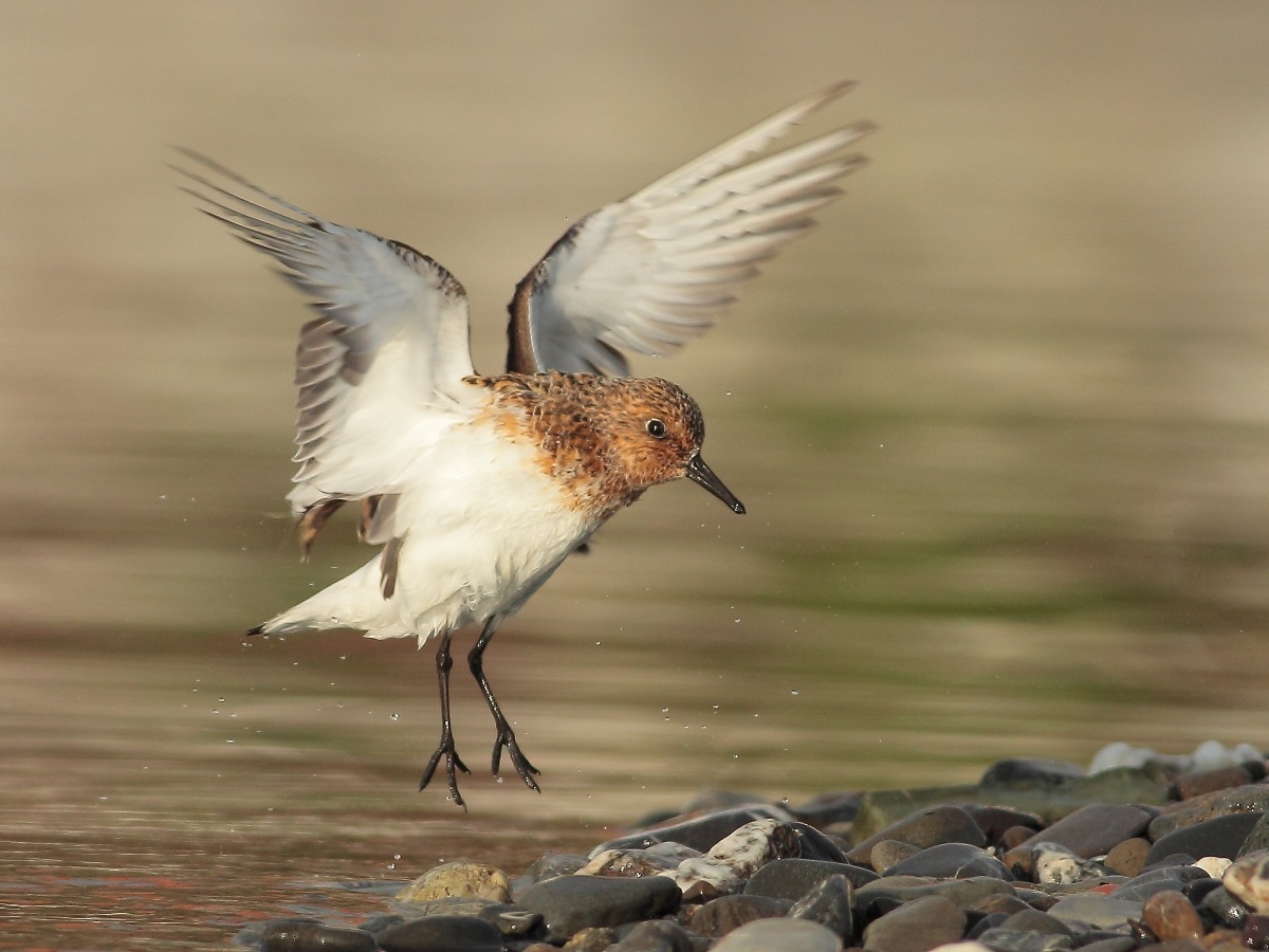 Sandpiper triodattilo