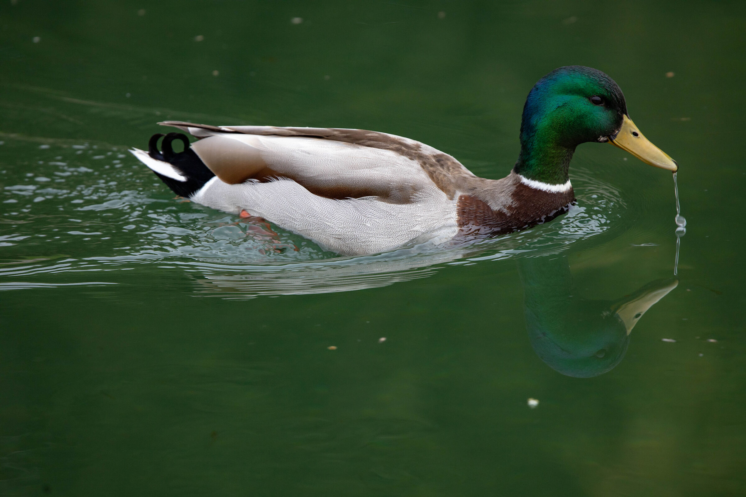 Mallard