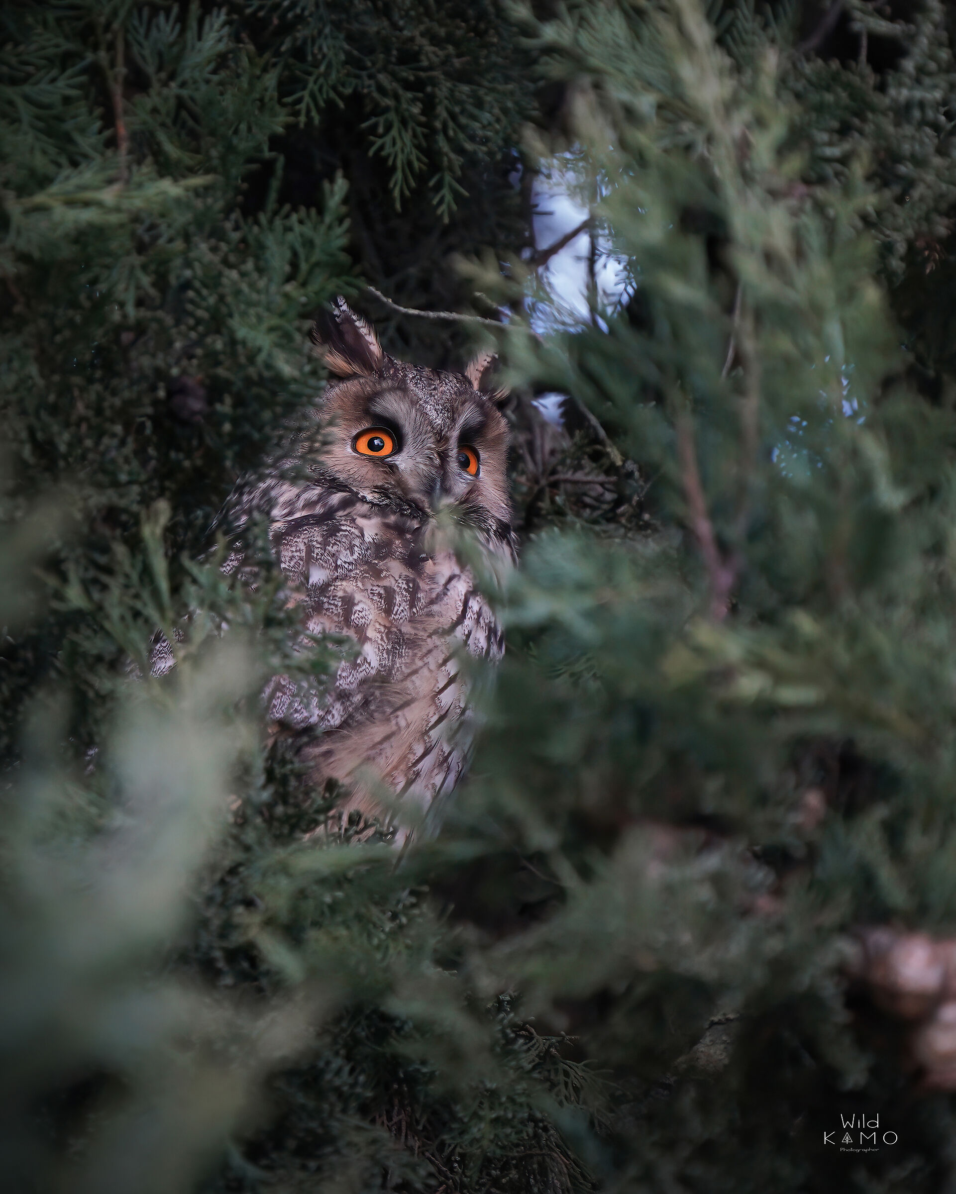 Gufo Comune in riposo nel suo Roost