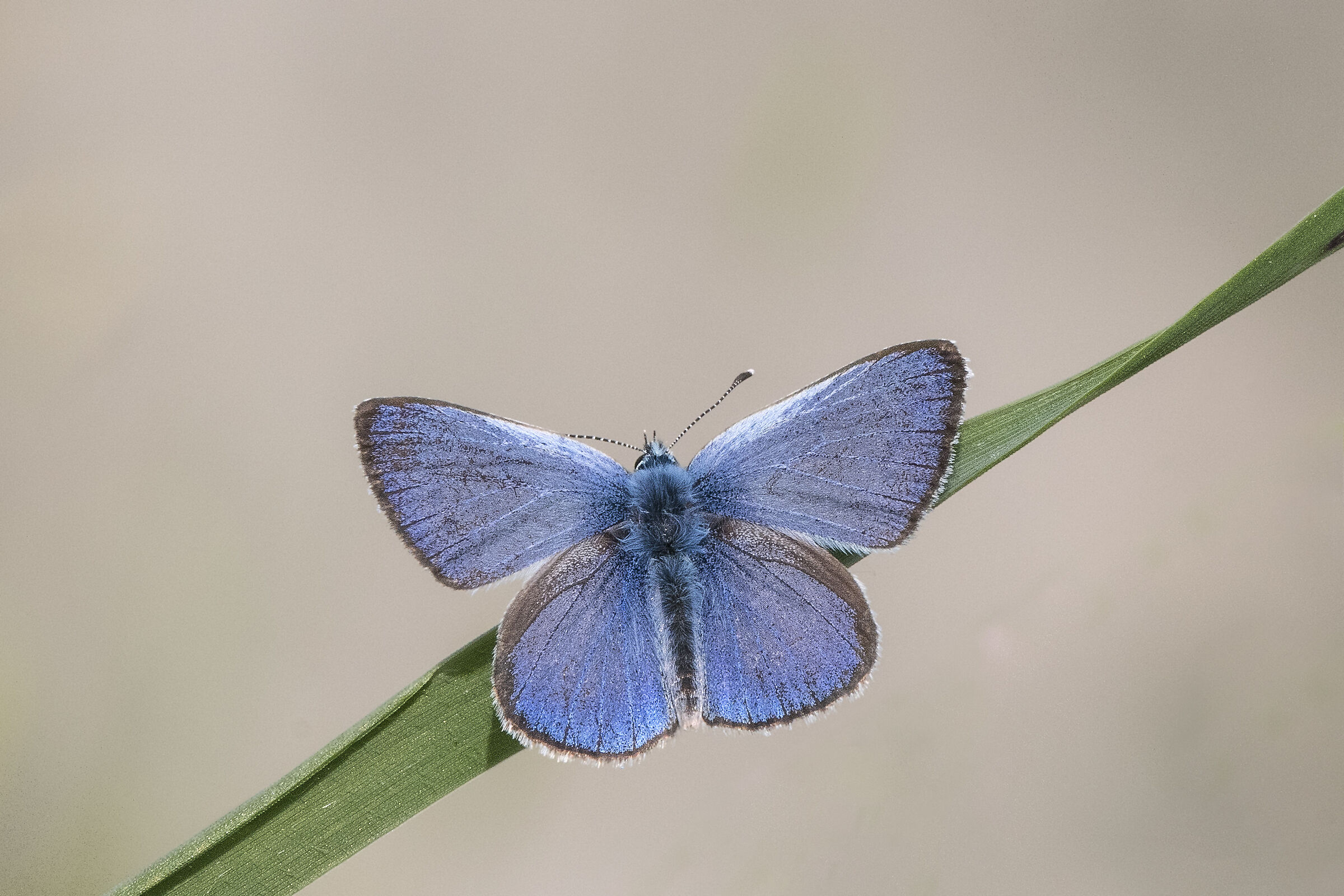 Glaucopsyche alexis (Poda, 1761)