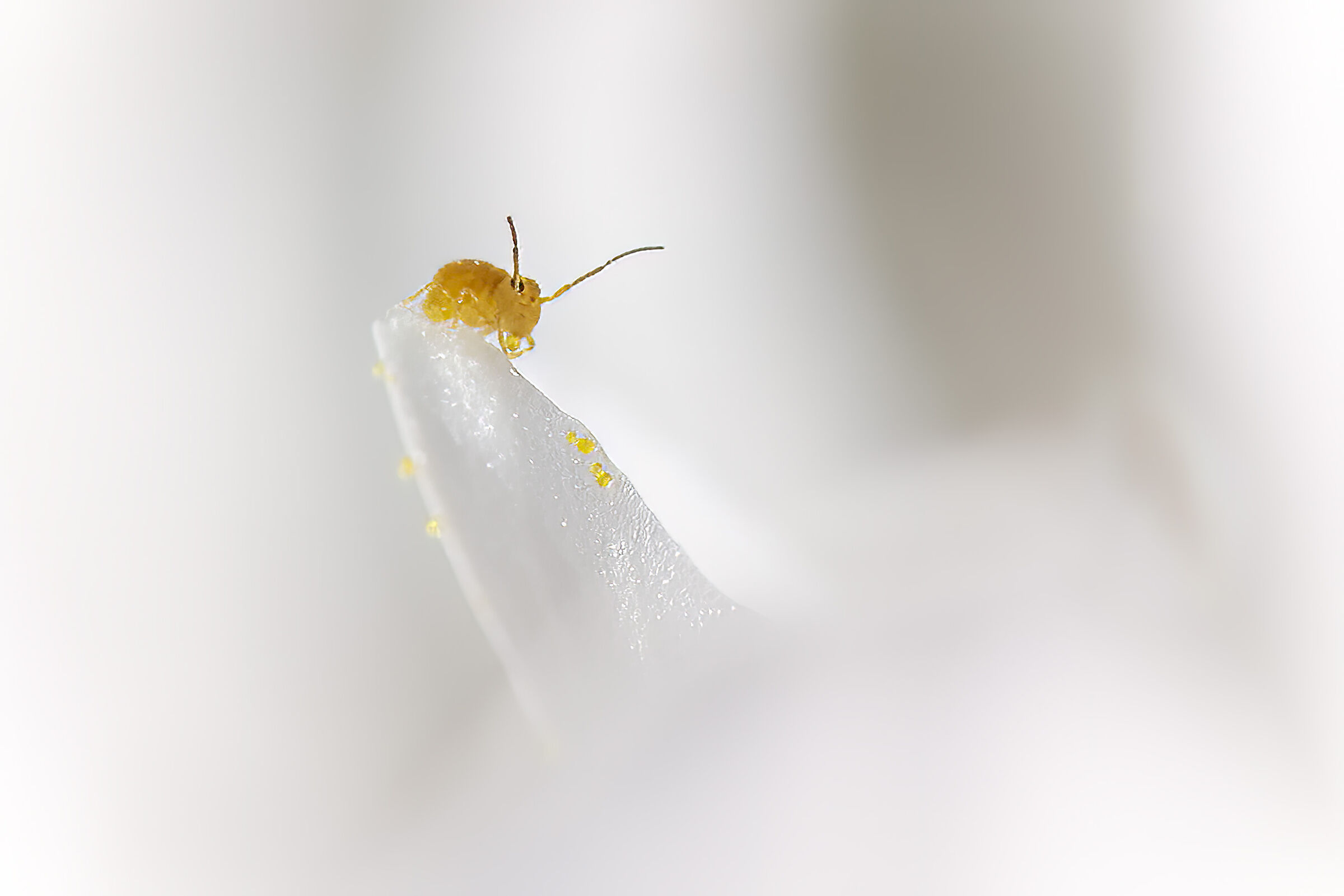 Colazione a base di polline