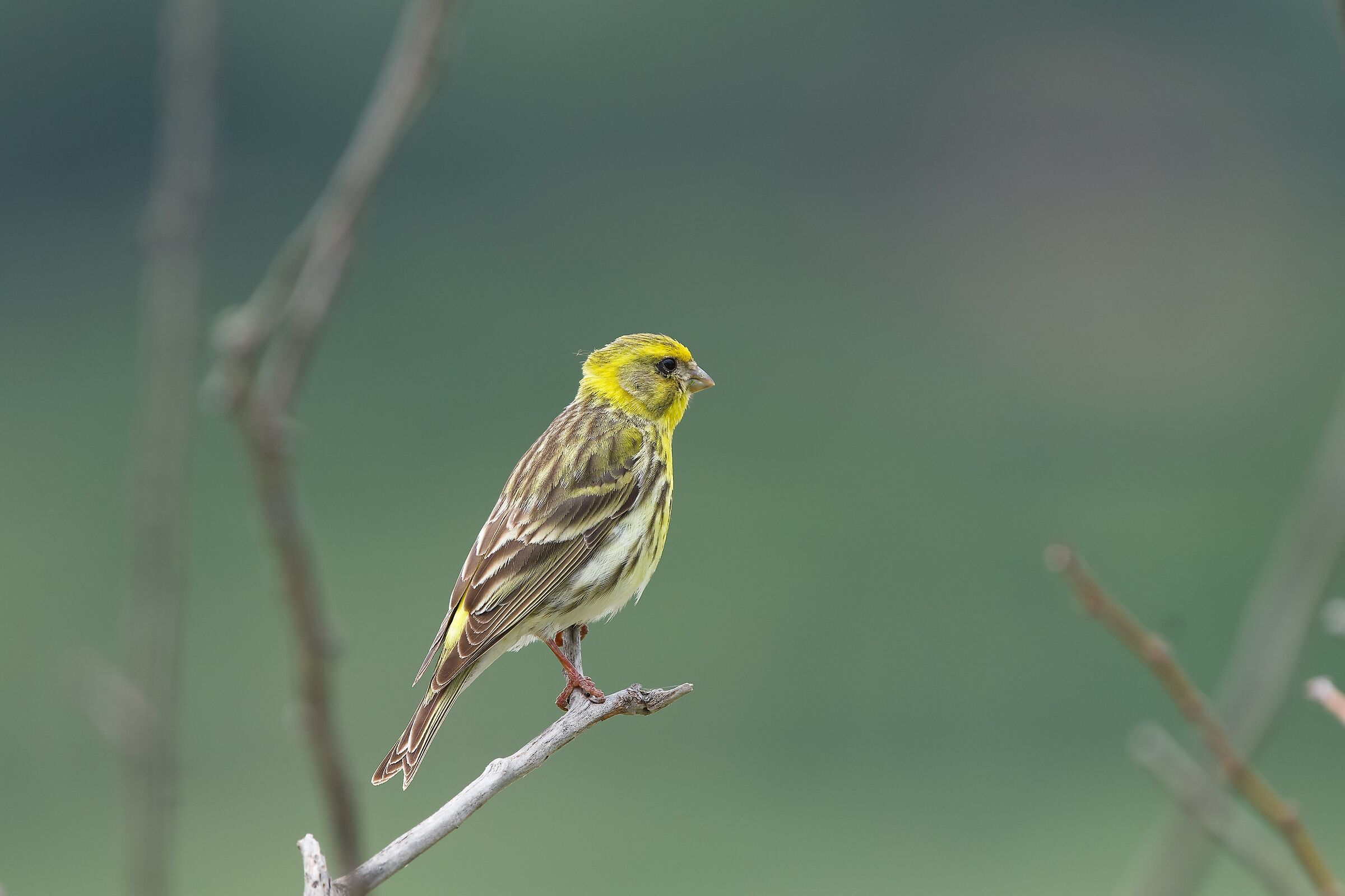 Verzellino "Serinus Serinus"