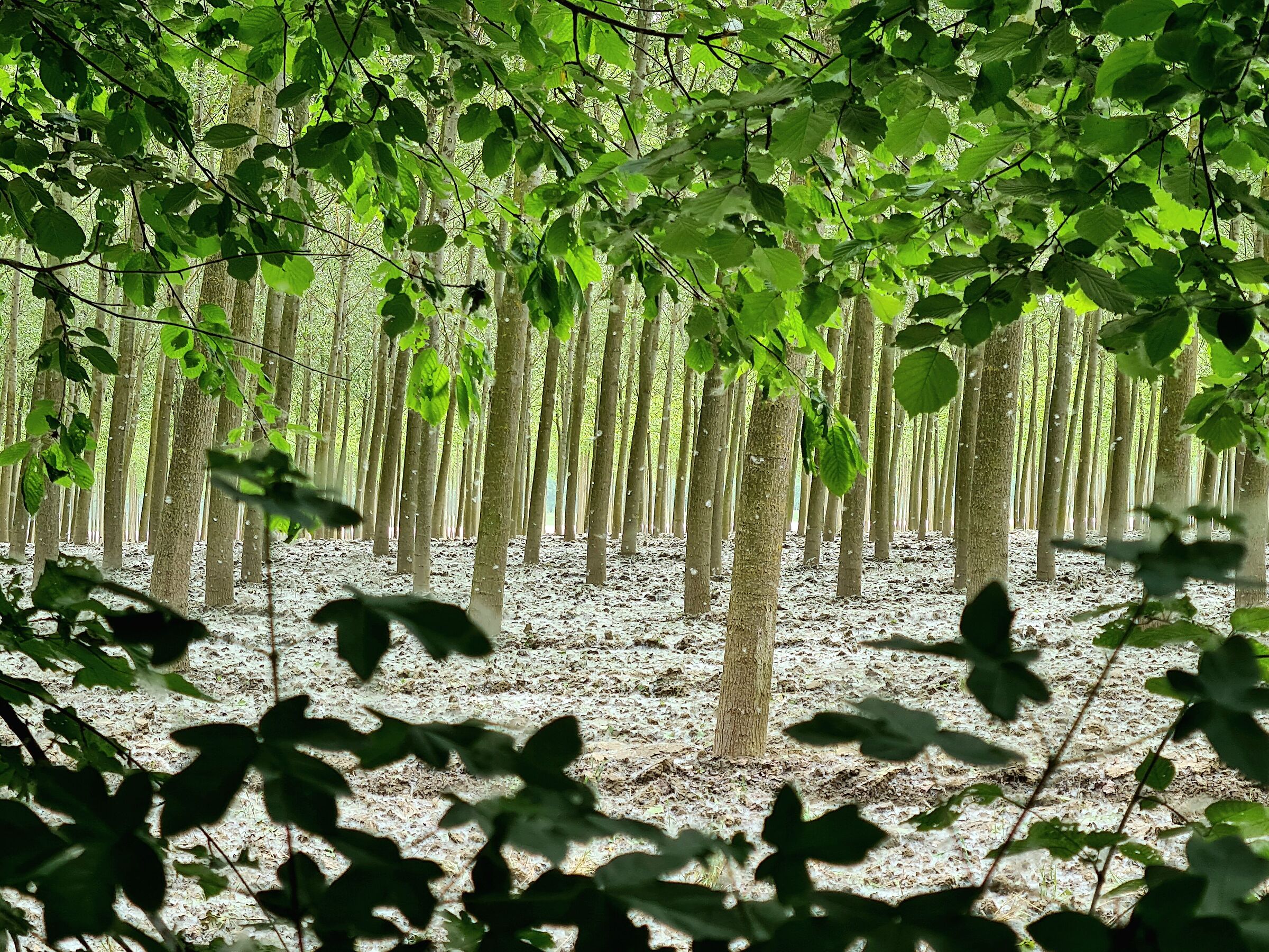 Sermide parco del gruccione
