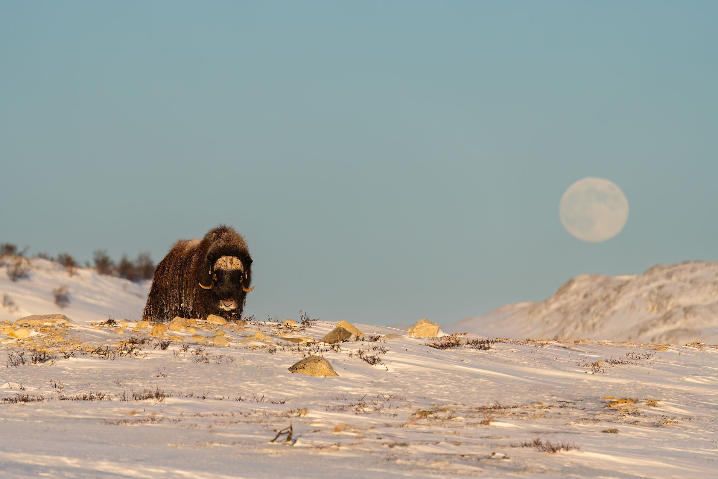 Muskox