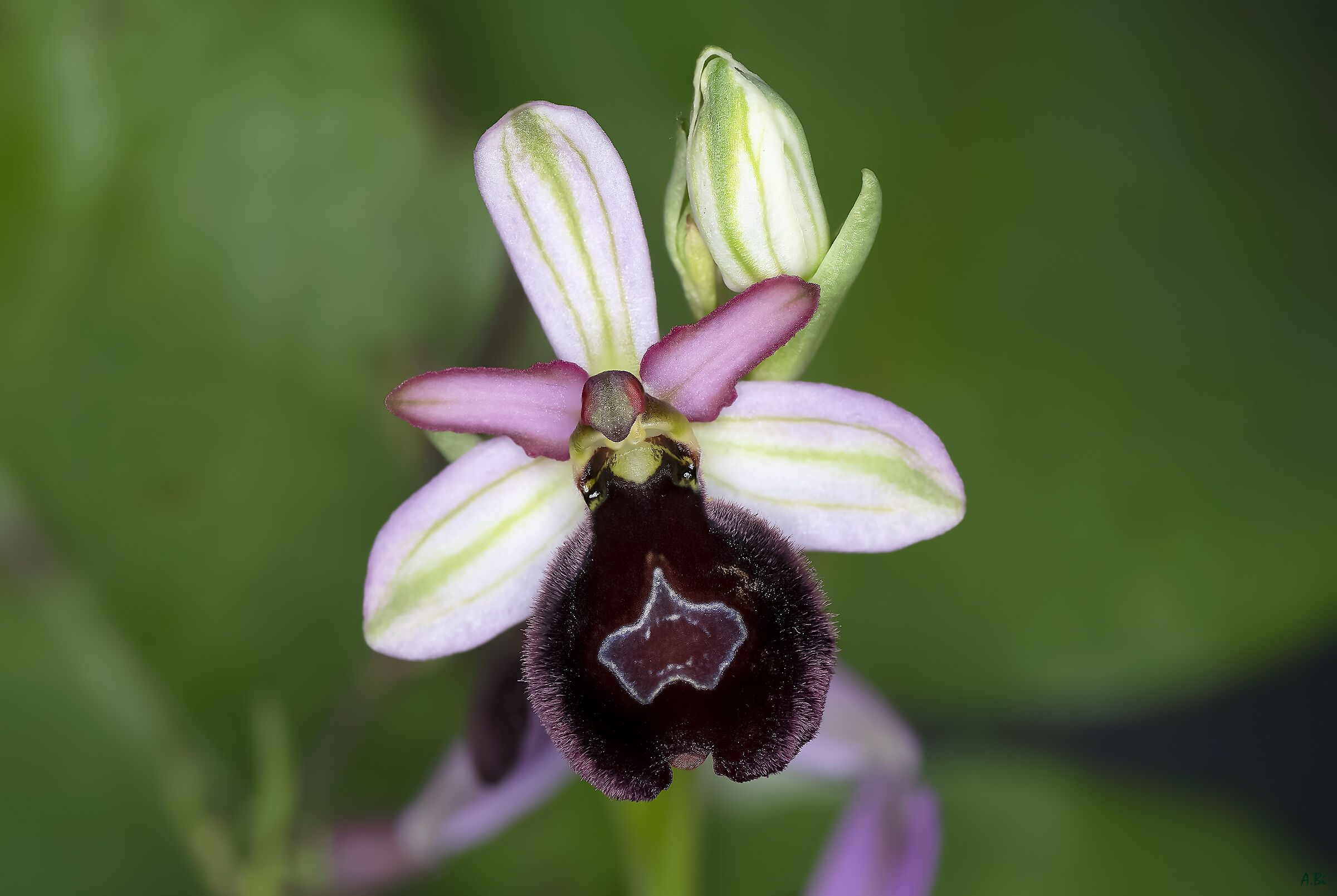 Ophrys bertolonii Moretti subsp. benacensis