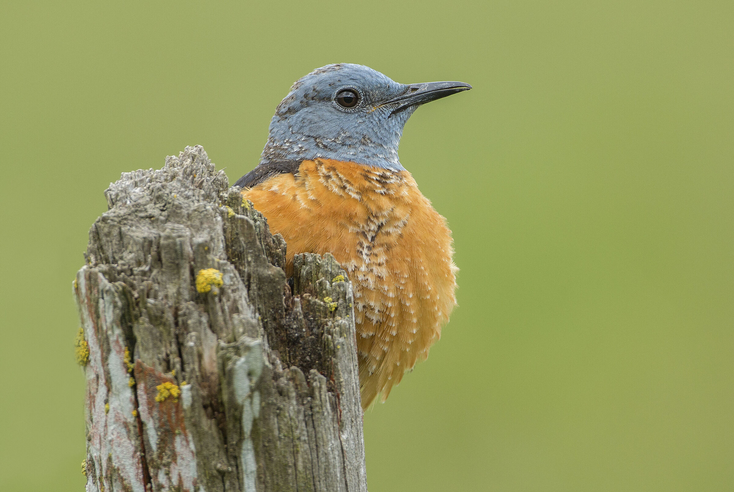troppa bellezza fa quasi male, codirossone