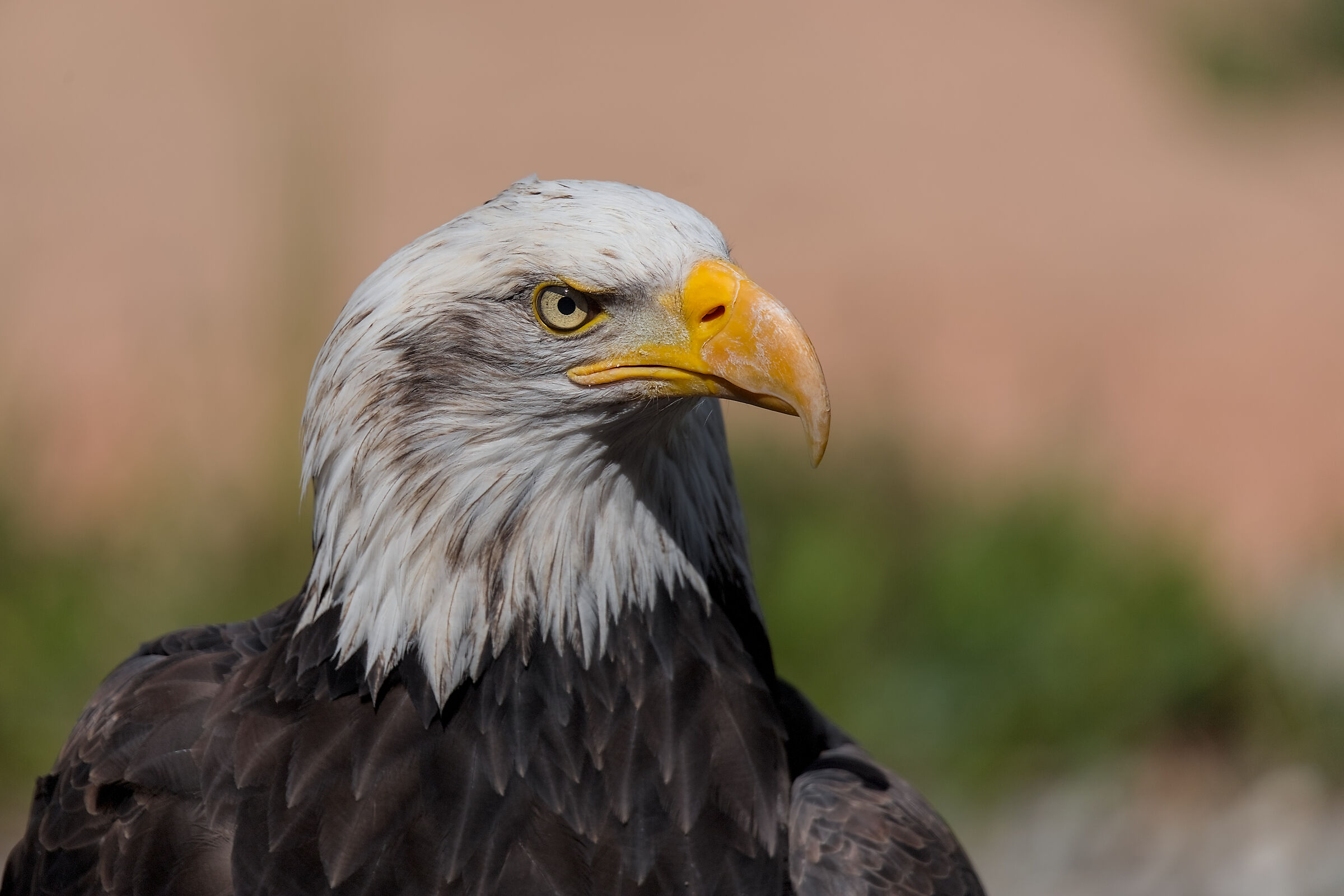 Aquila dalla testa bianca(in cattività)....purtroppo