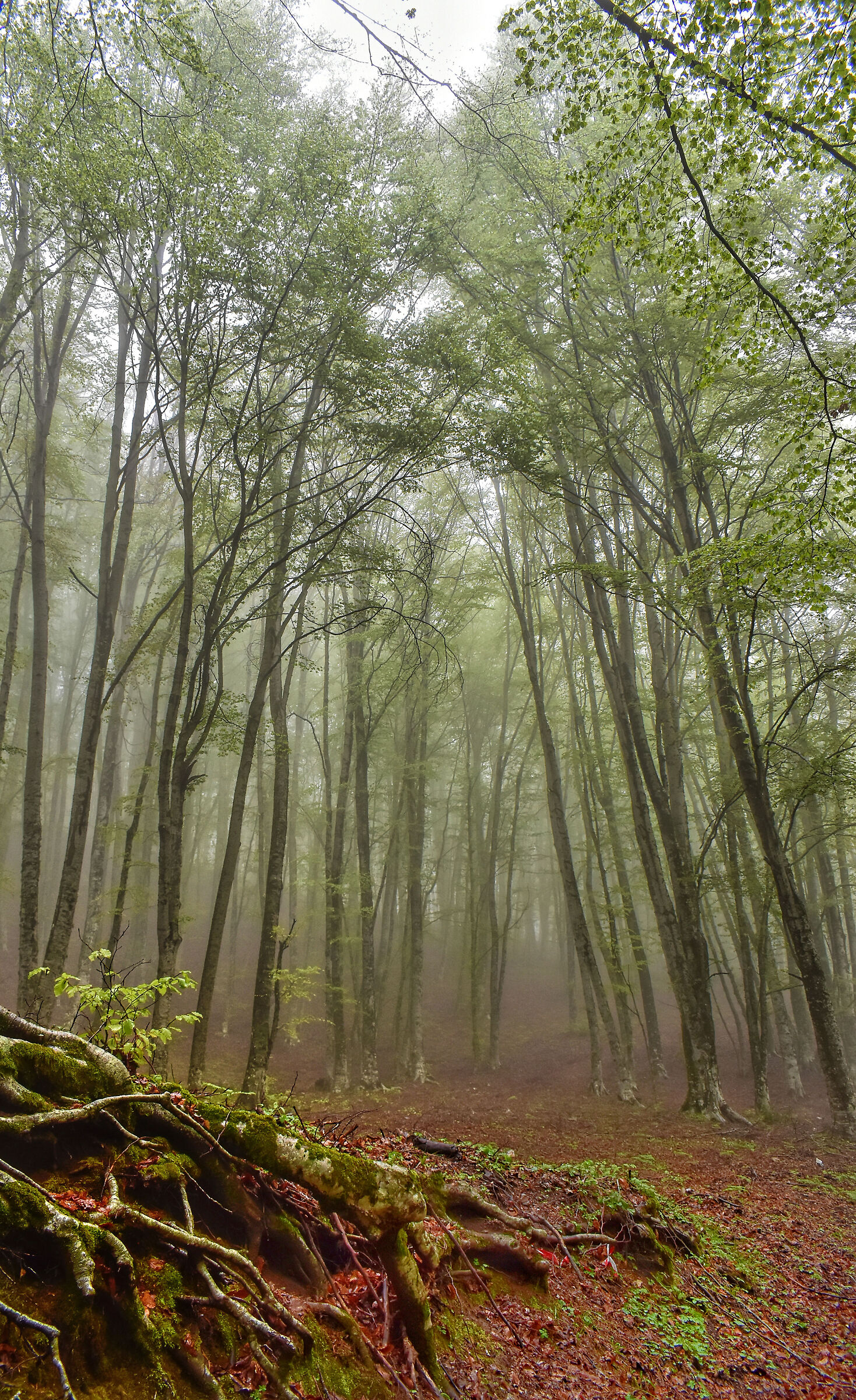 Pollino National Park