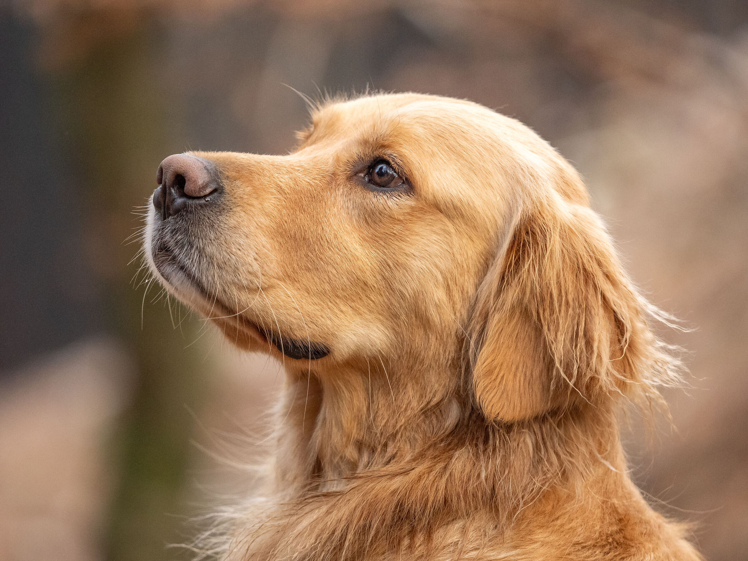 Golden Retriever americano