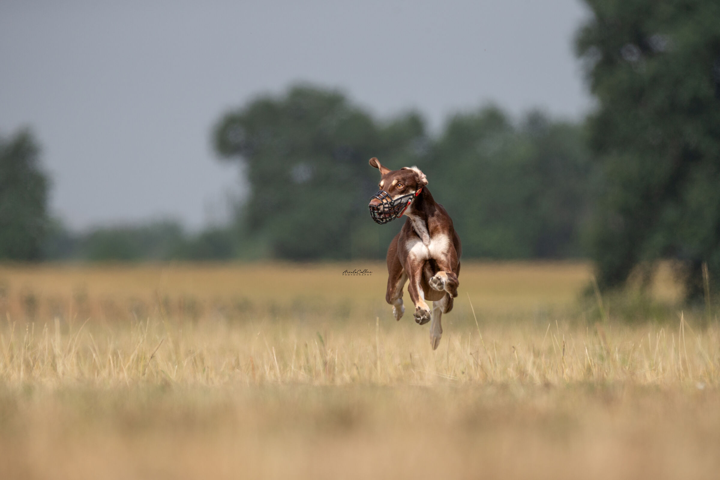 Saluki, levriero persiano, all'arrivo in un coursing
